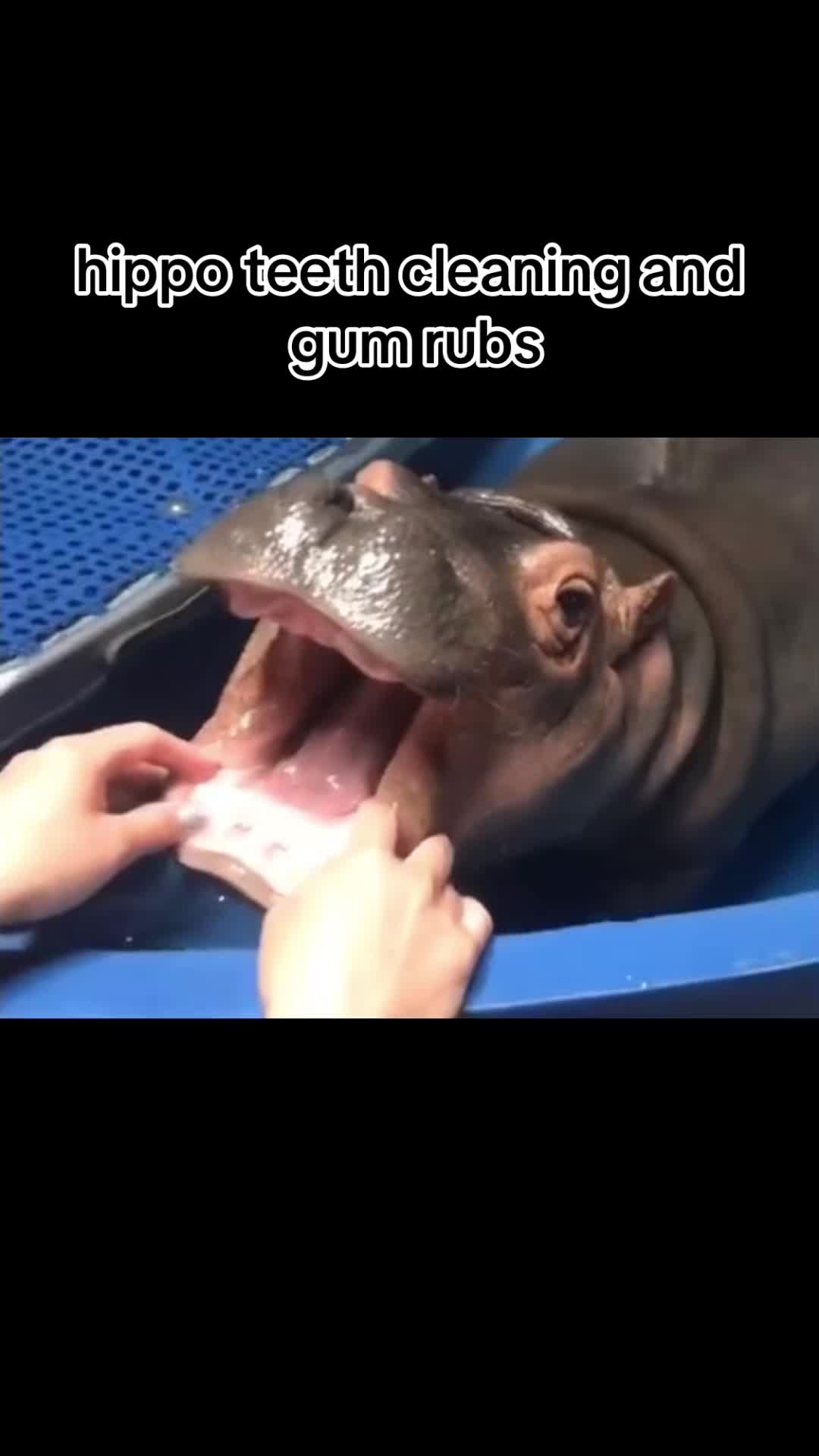 @babyhippoco