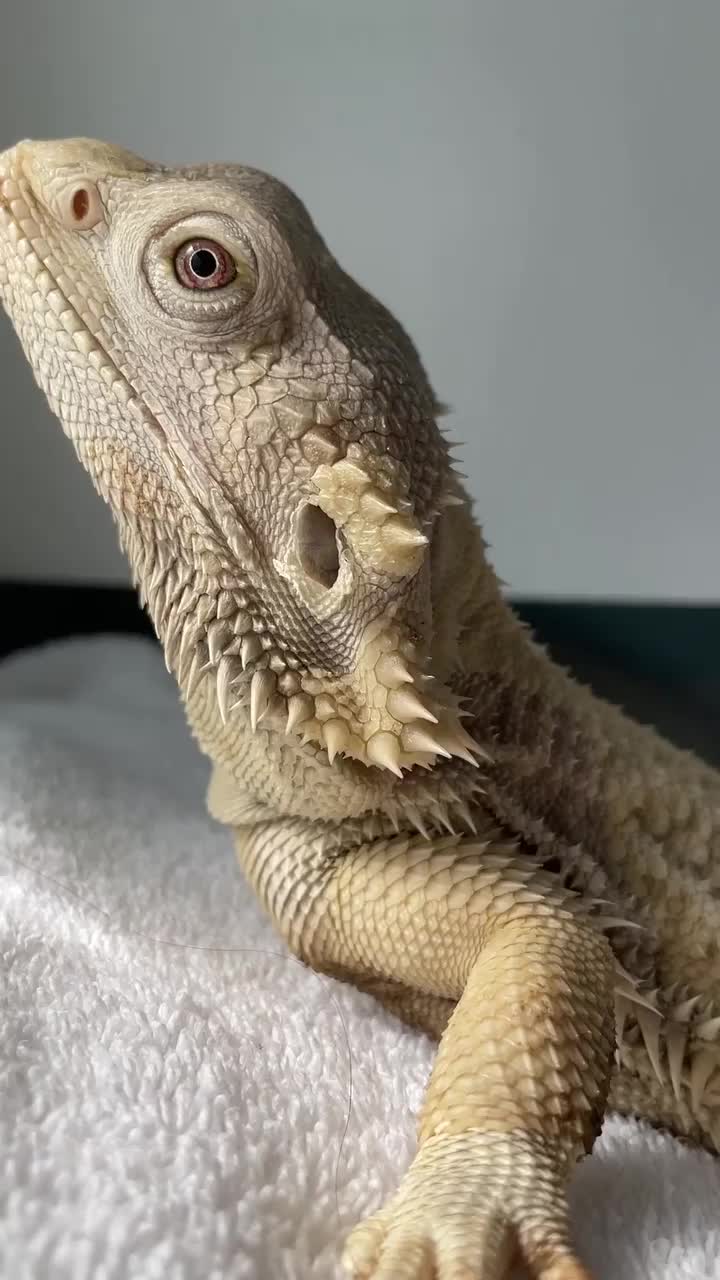 @Morph Reptiles