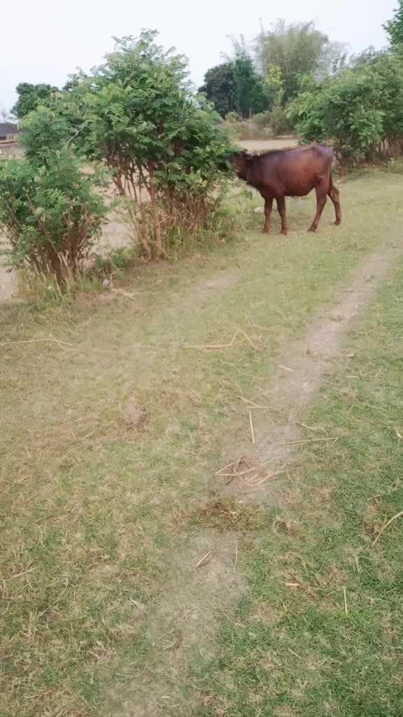 @Yasoda Budhathoki