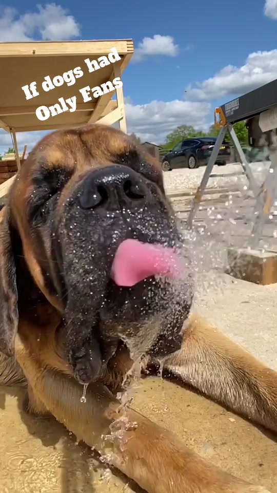 @Sully The Dane