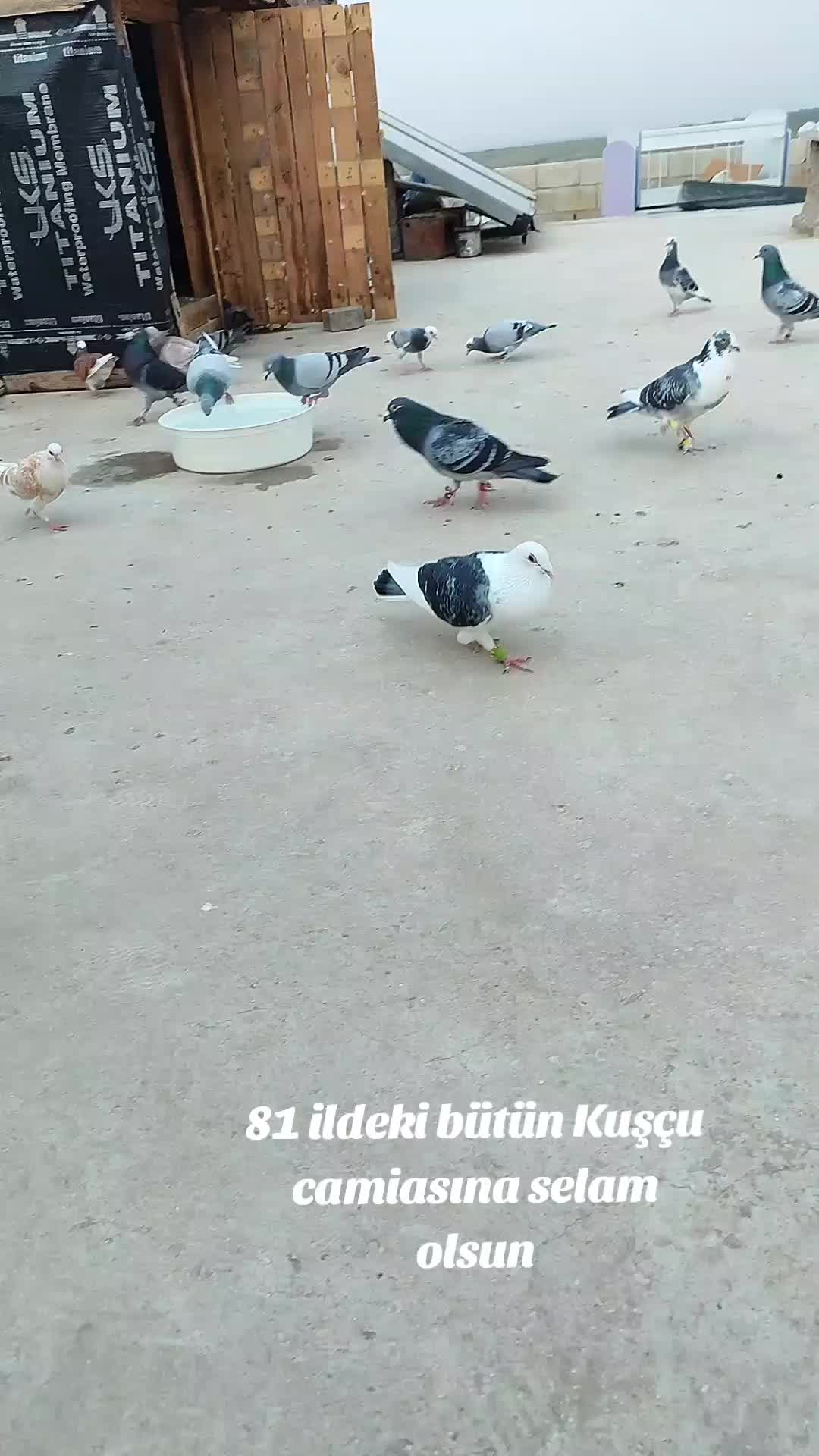 @Nebi incegil 27