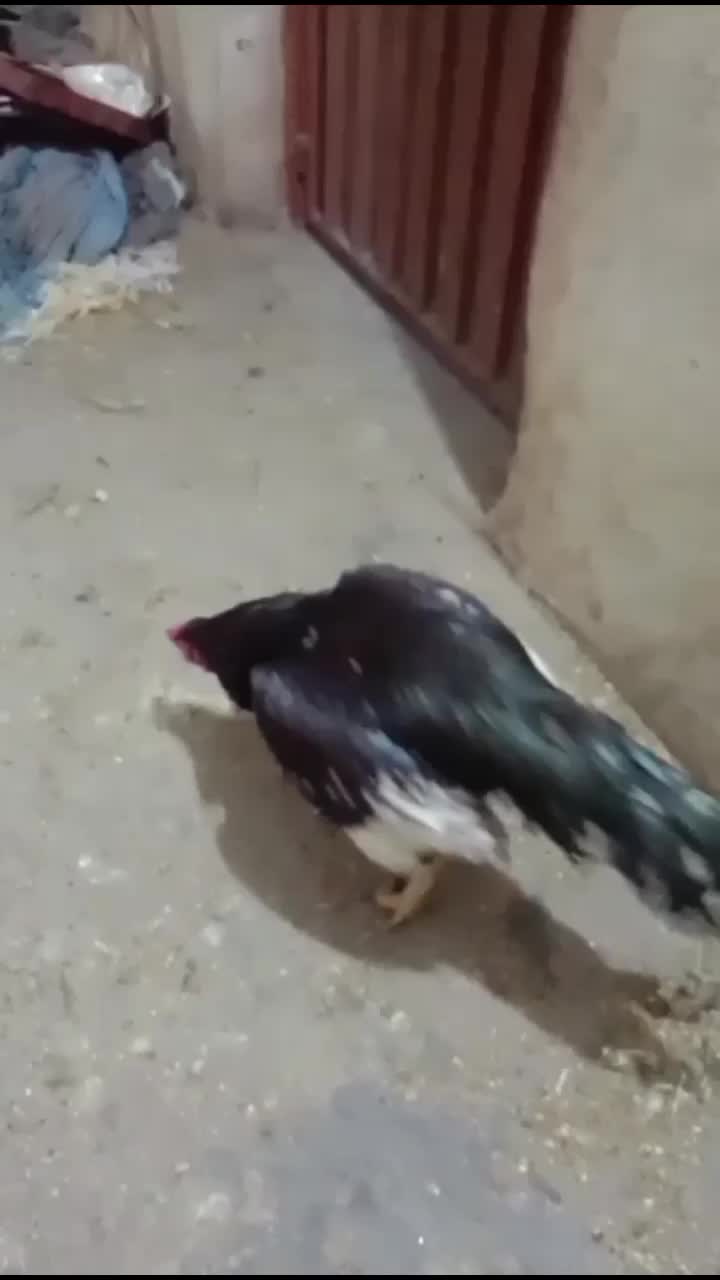 @Badshahsada120