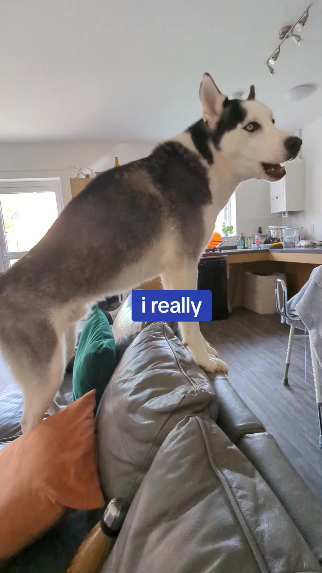 @Freya & Kuma