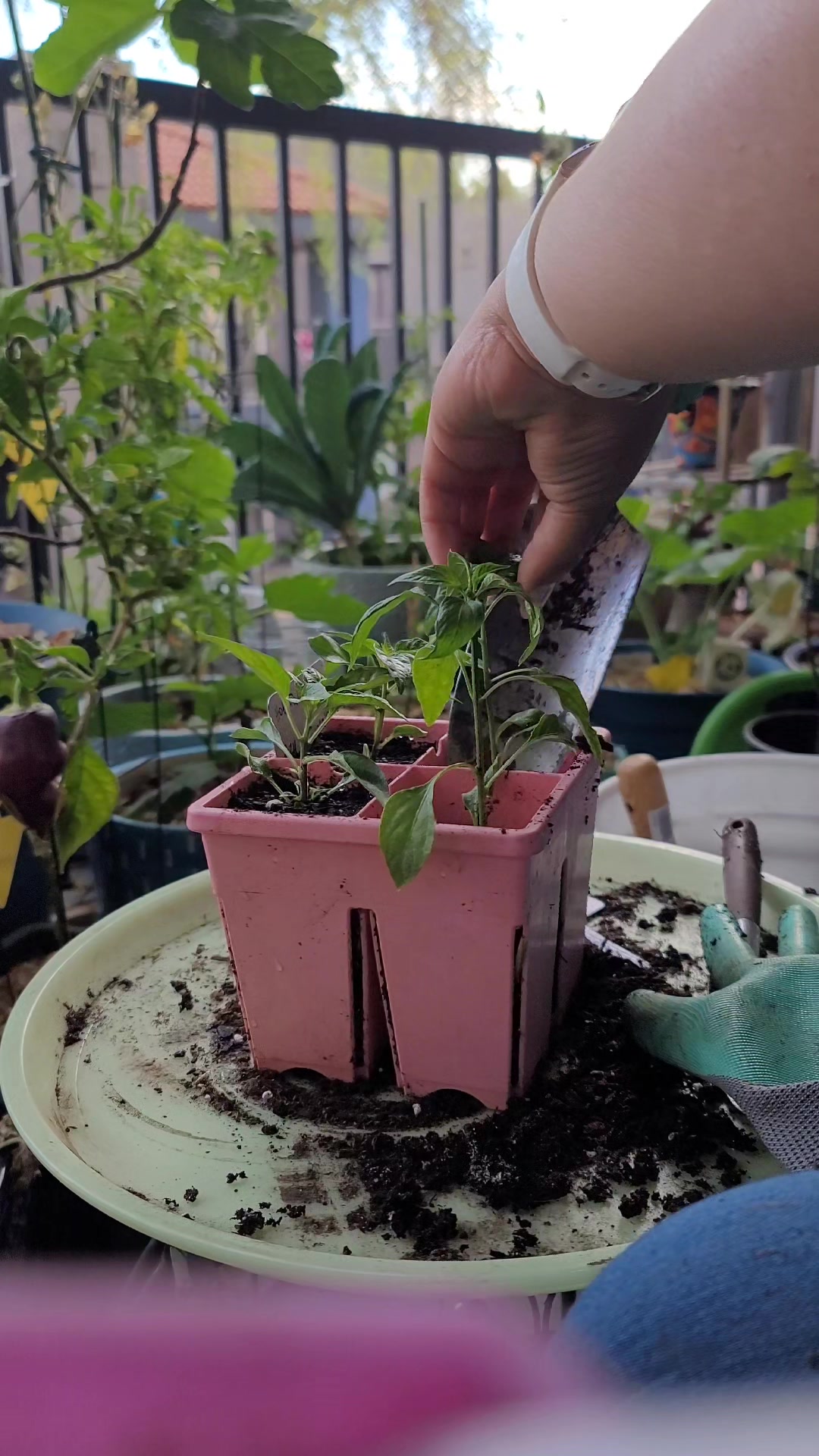 @Sandra | Balcony Gardener