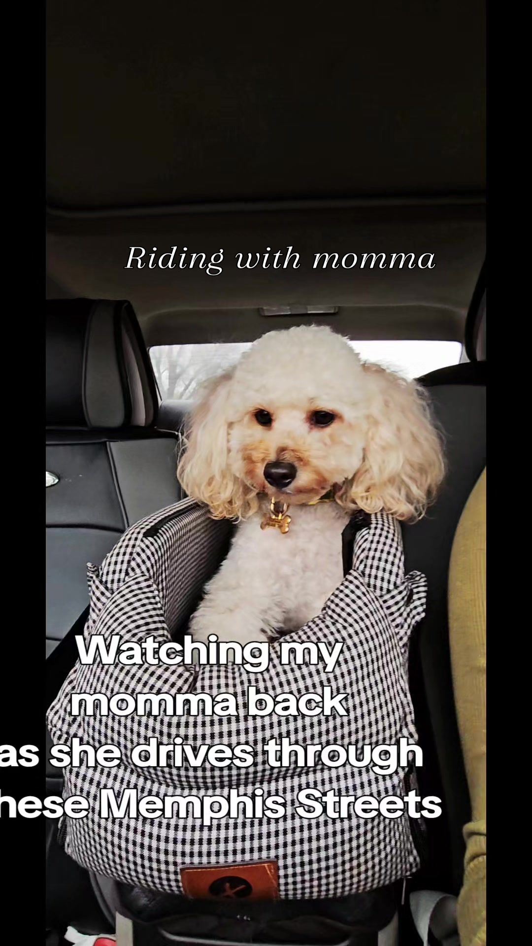@Summer Rose The Poodle