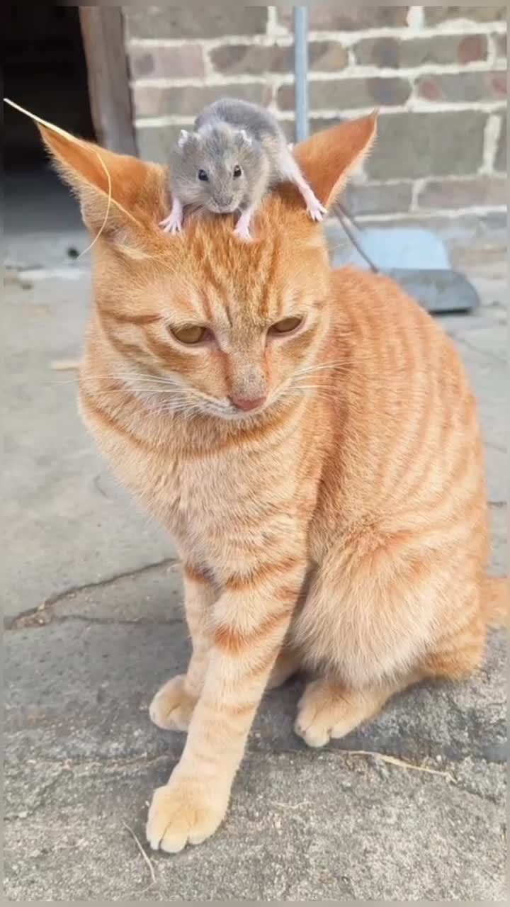 @healing pet