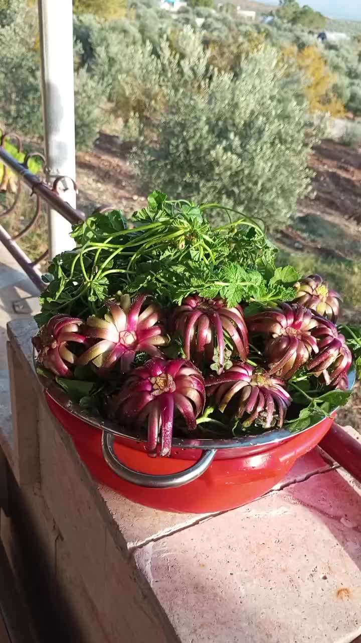 @رونيارا عفريني