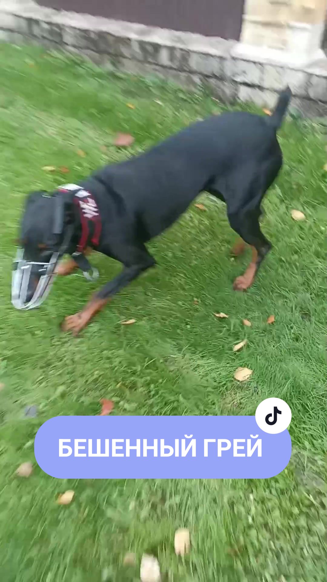 @Грей, но чёрный