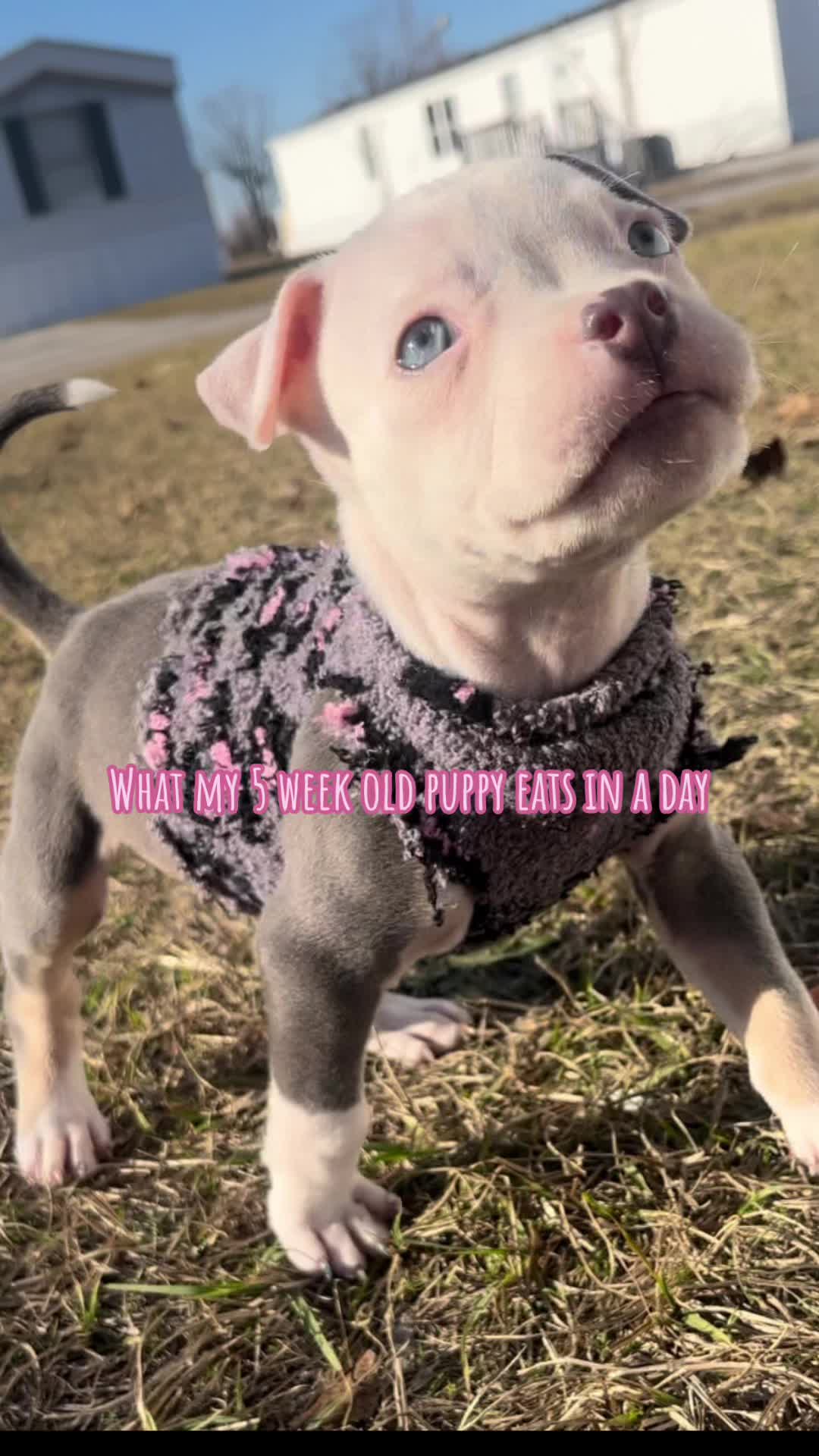 @𓍊𓋼Bag 𓂀 Lady𓋼𓍊
