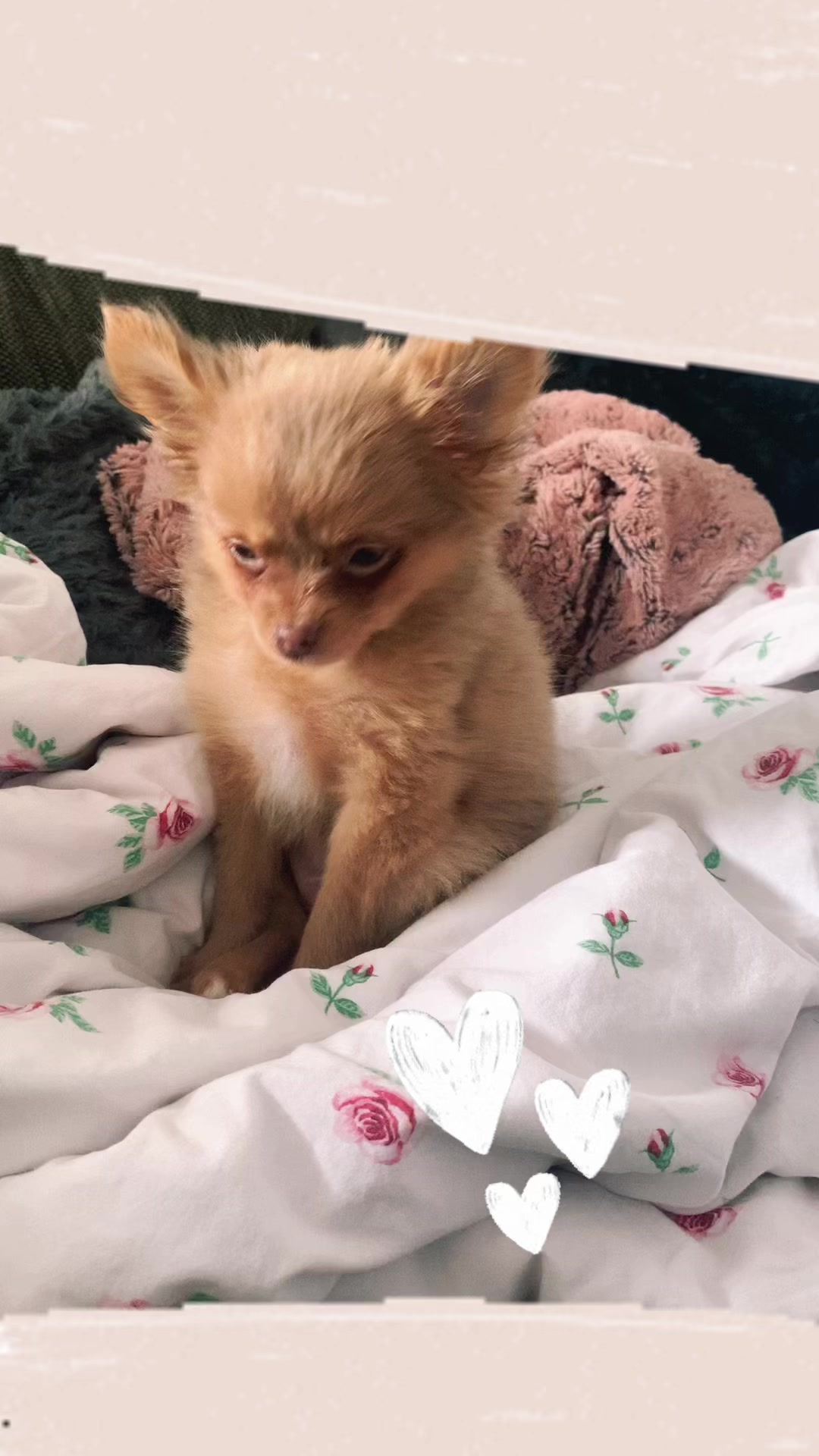 @Lisa💙PhiLLs kleine Nervens&auml;ge