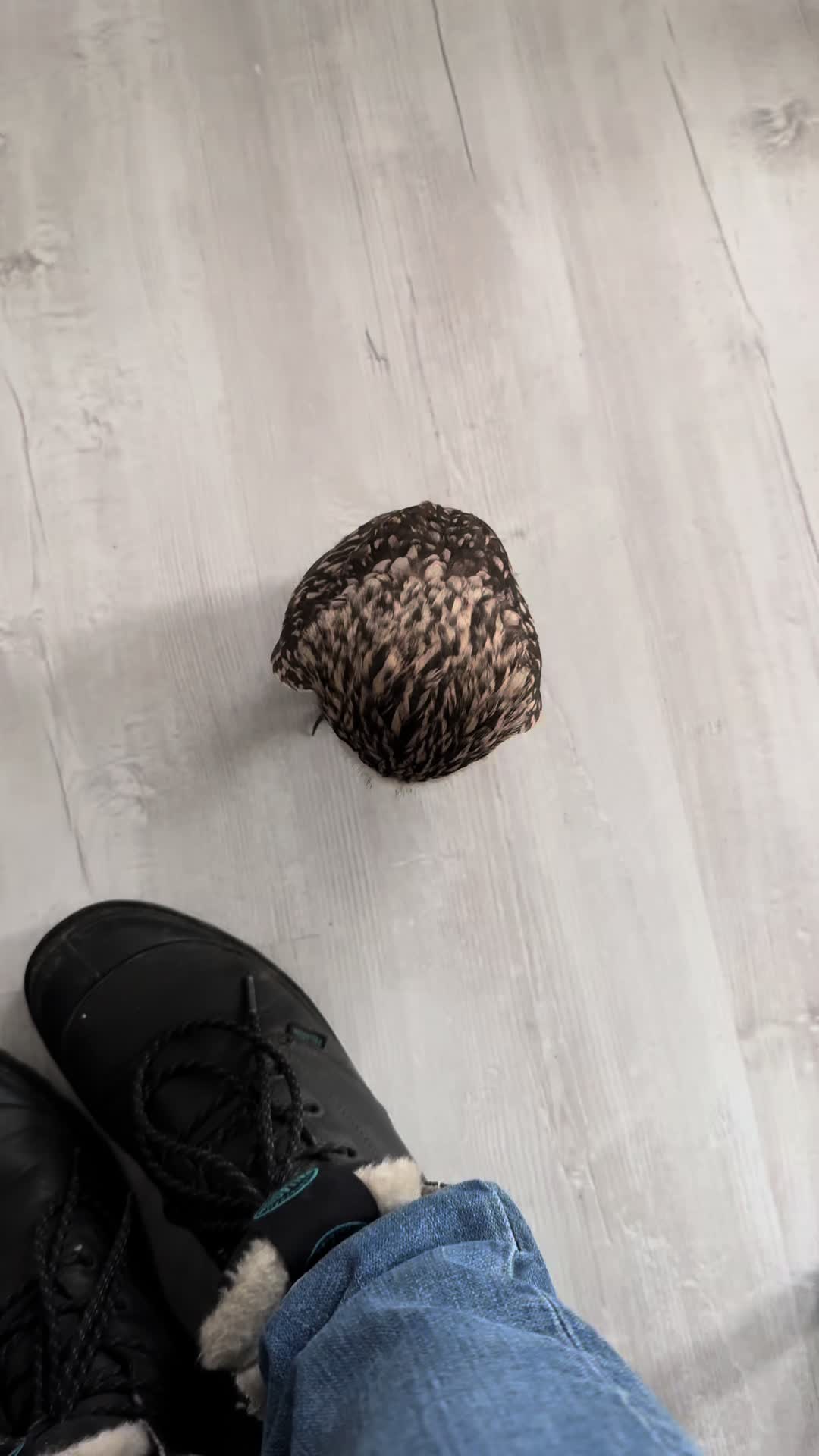 @Kreischhuhn Karma 🦉