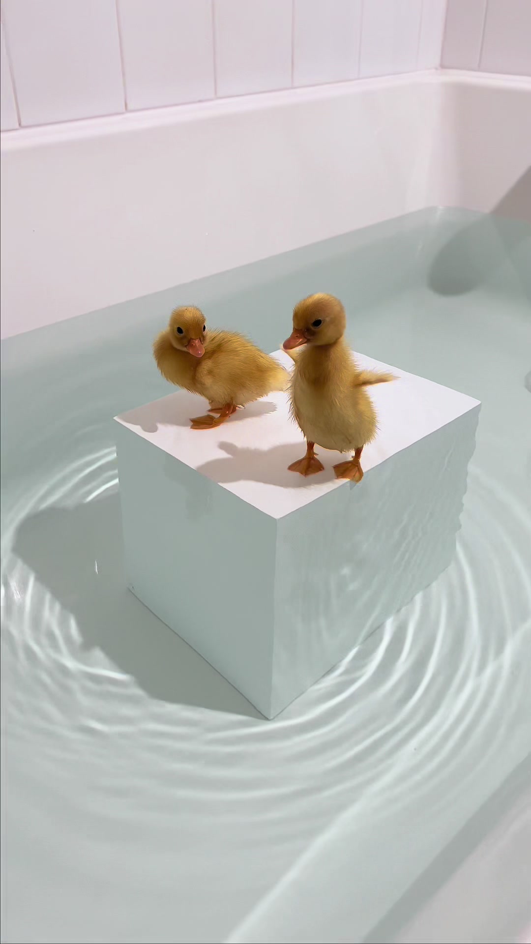 @ducks_in_space🪿🪿💦
