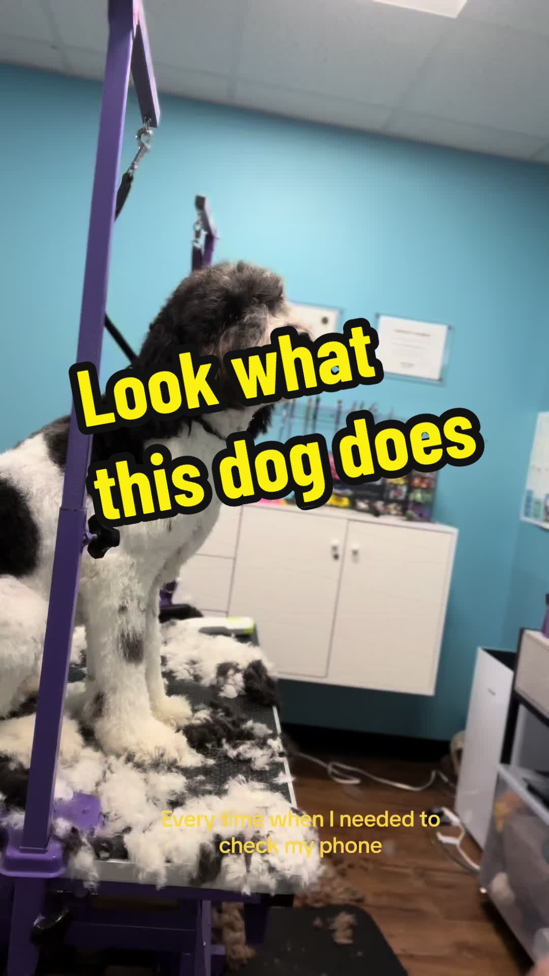 @Sincere Groomer