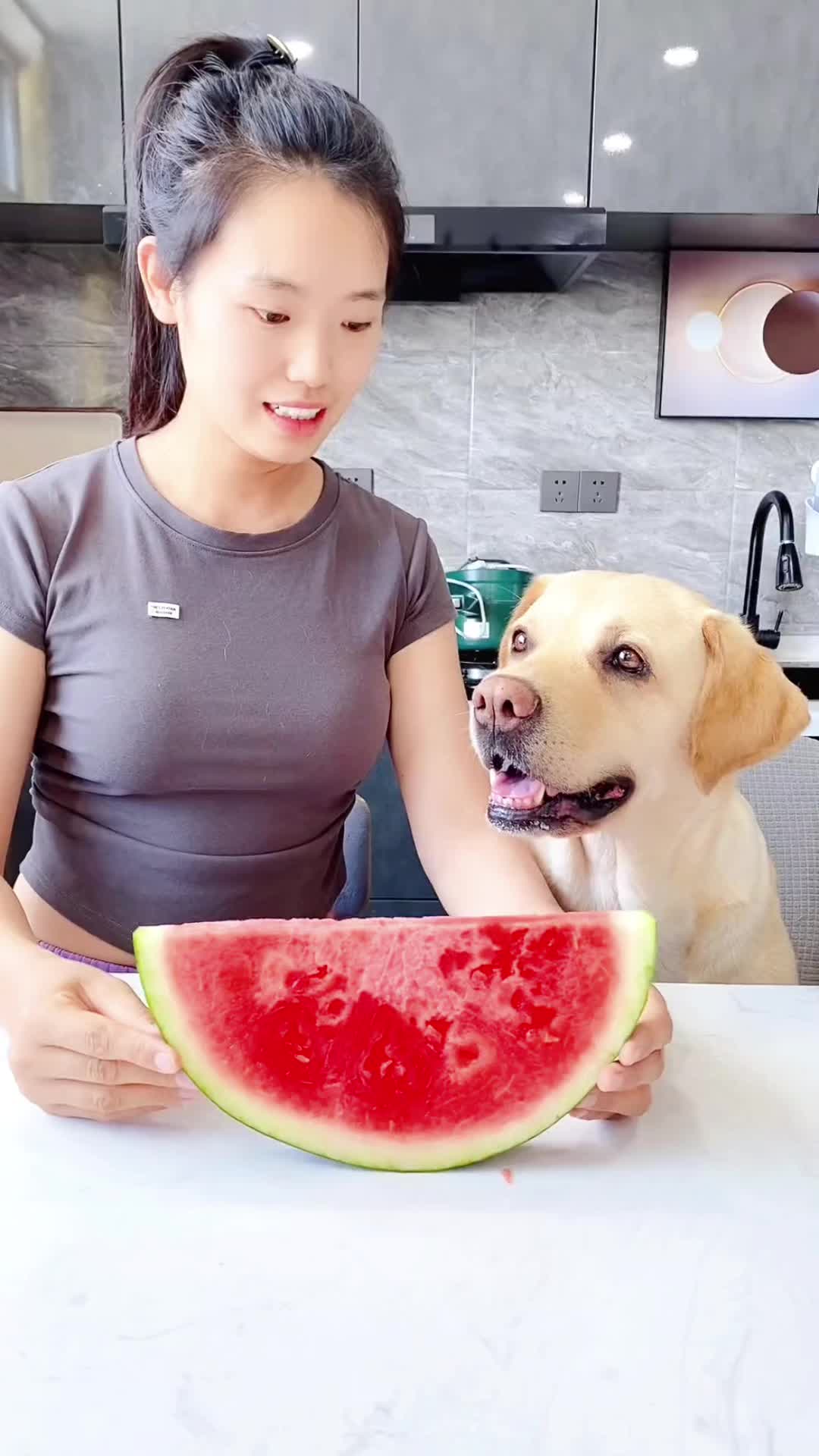 @Labrador funny