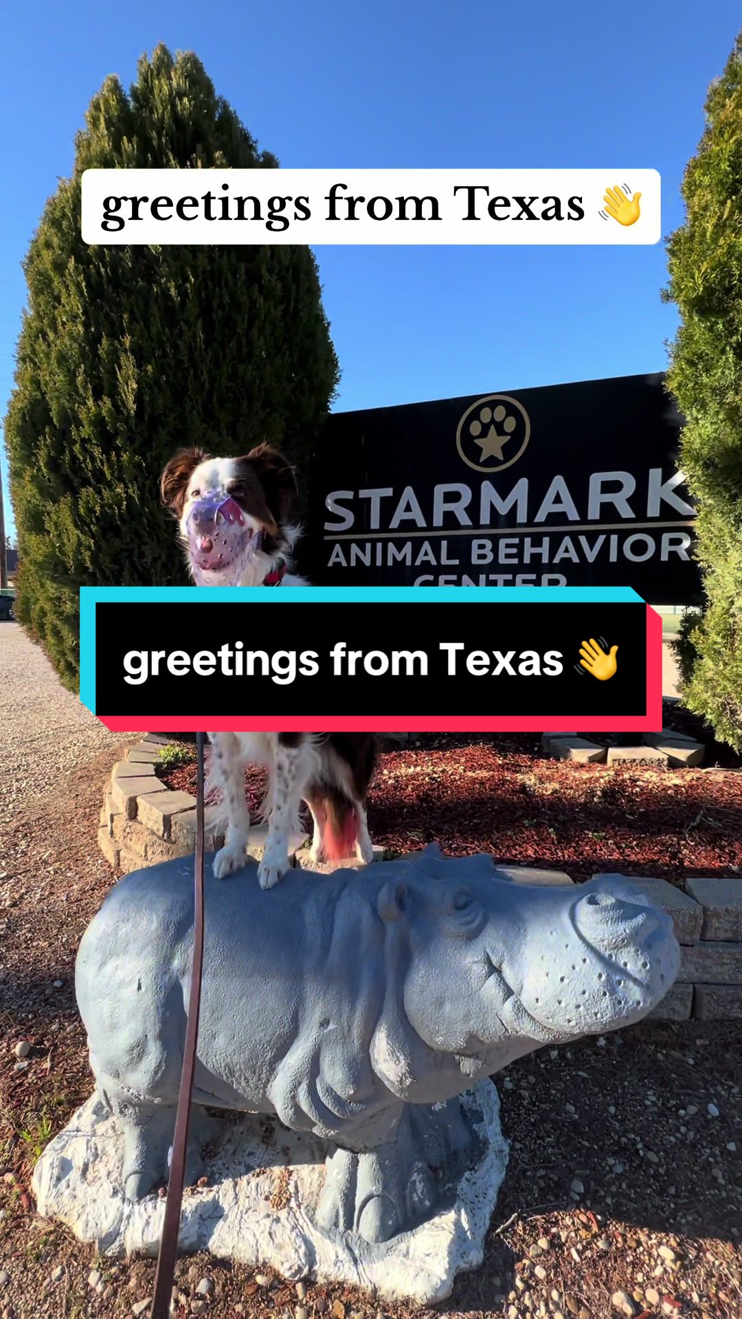 @Beck | Kentucky Dog Trainer