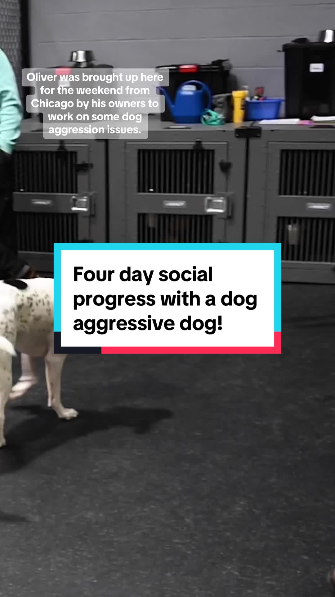 @Miracle K9 Training