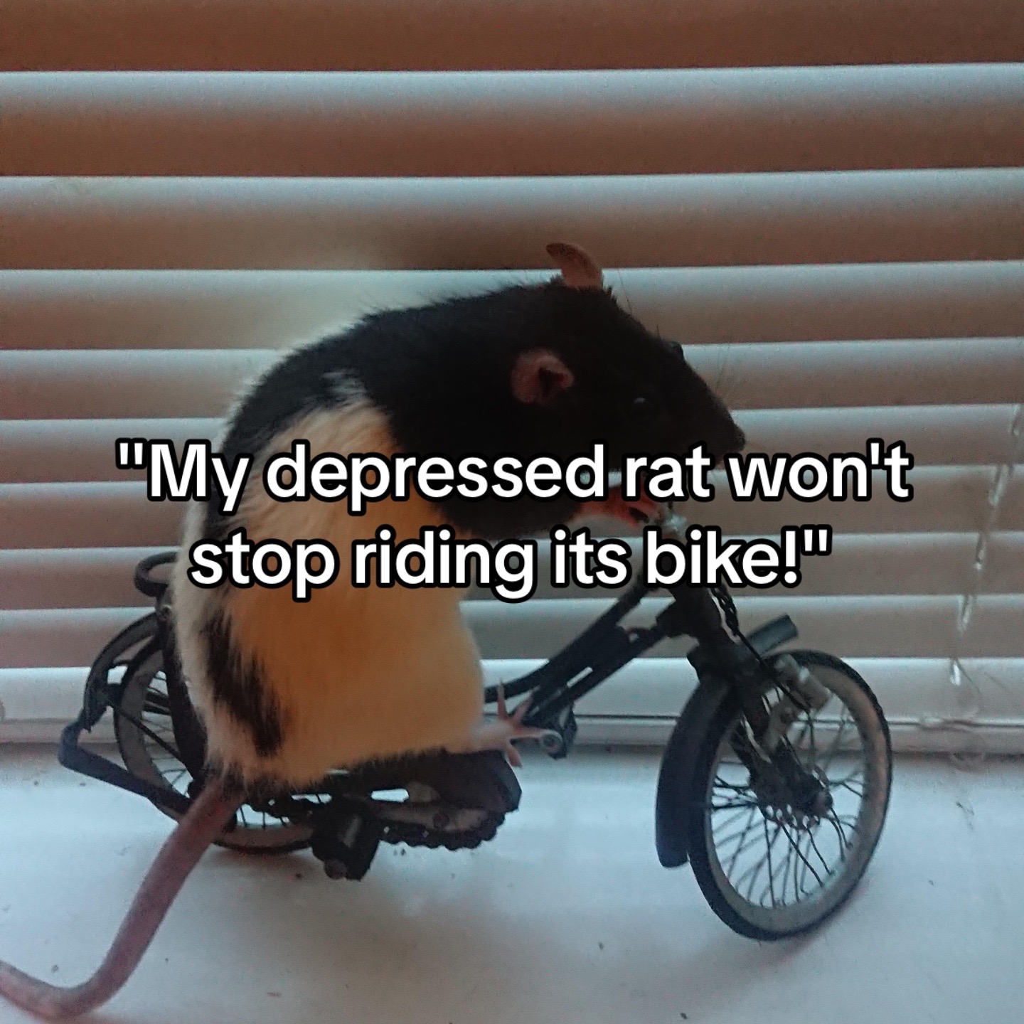 @Hansel