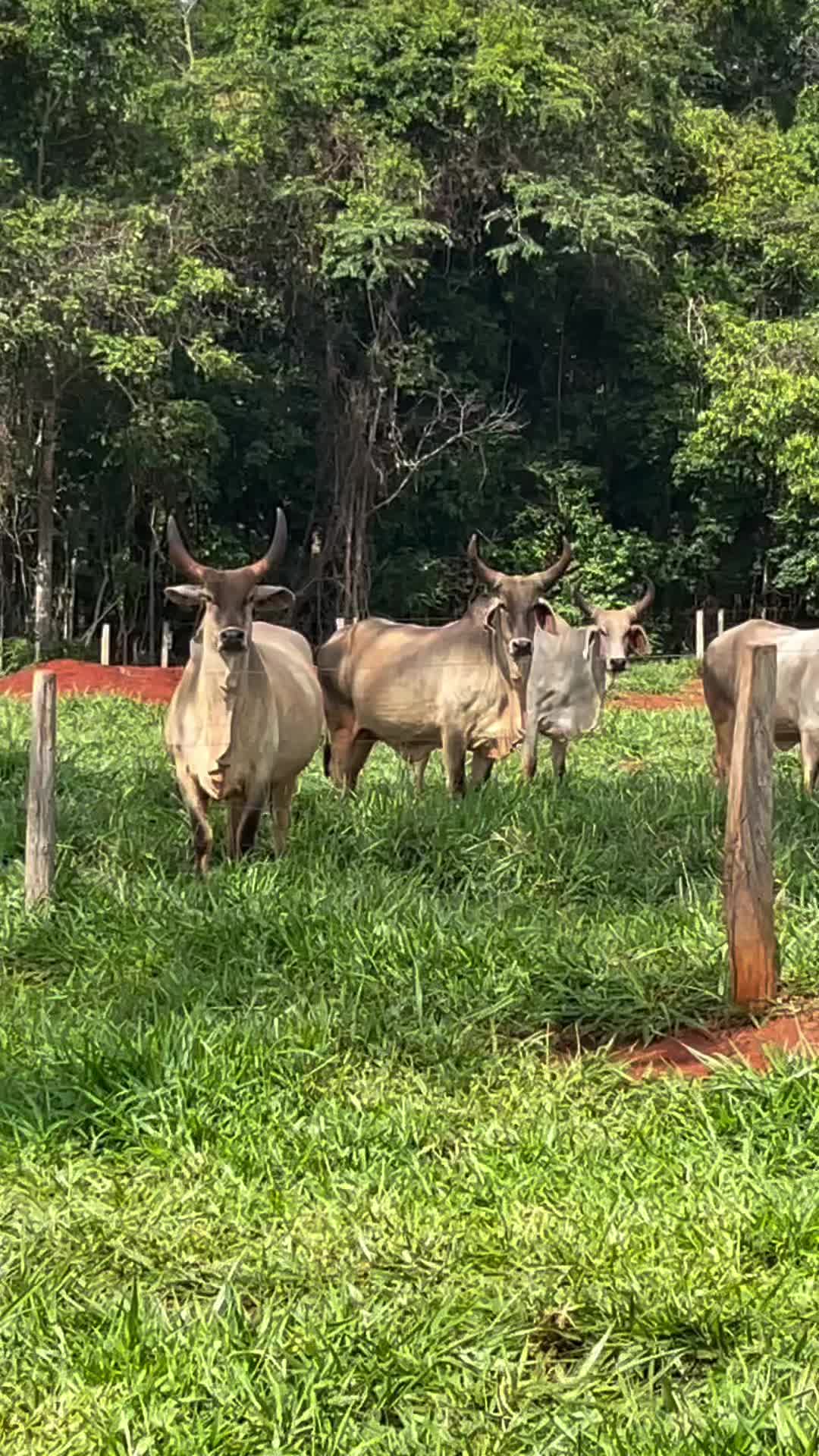 @Pecuaria
