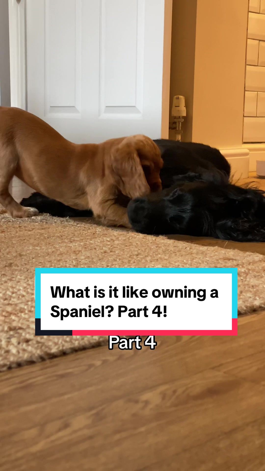 @Spaniel Explorers