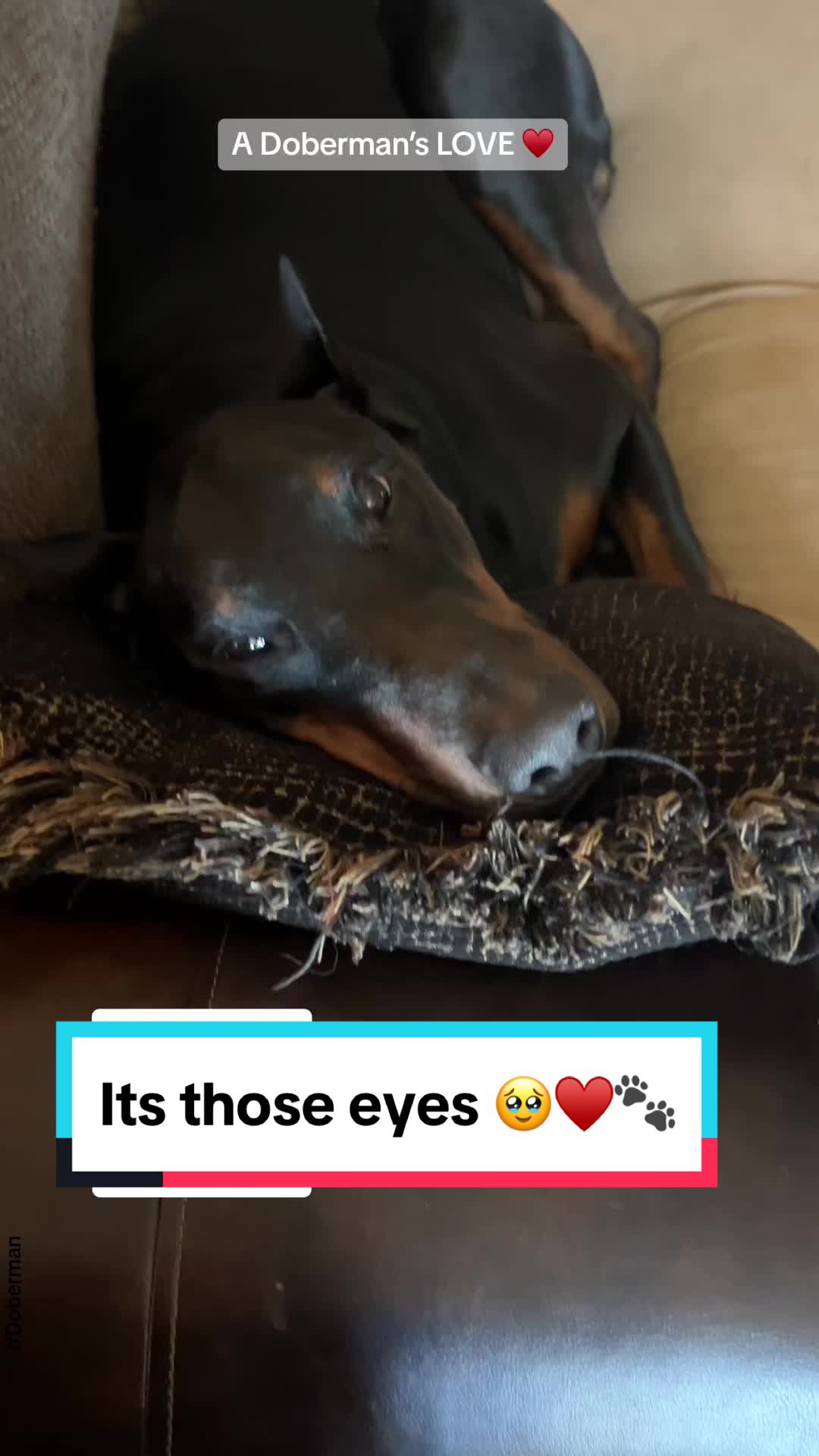 @Tiny Bear & Tiny Horse