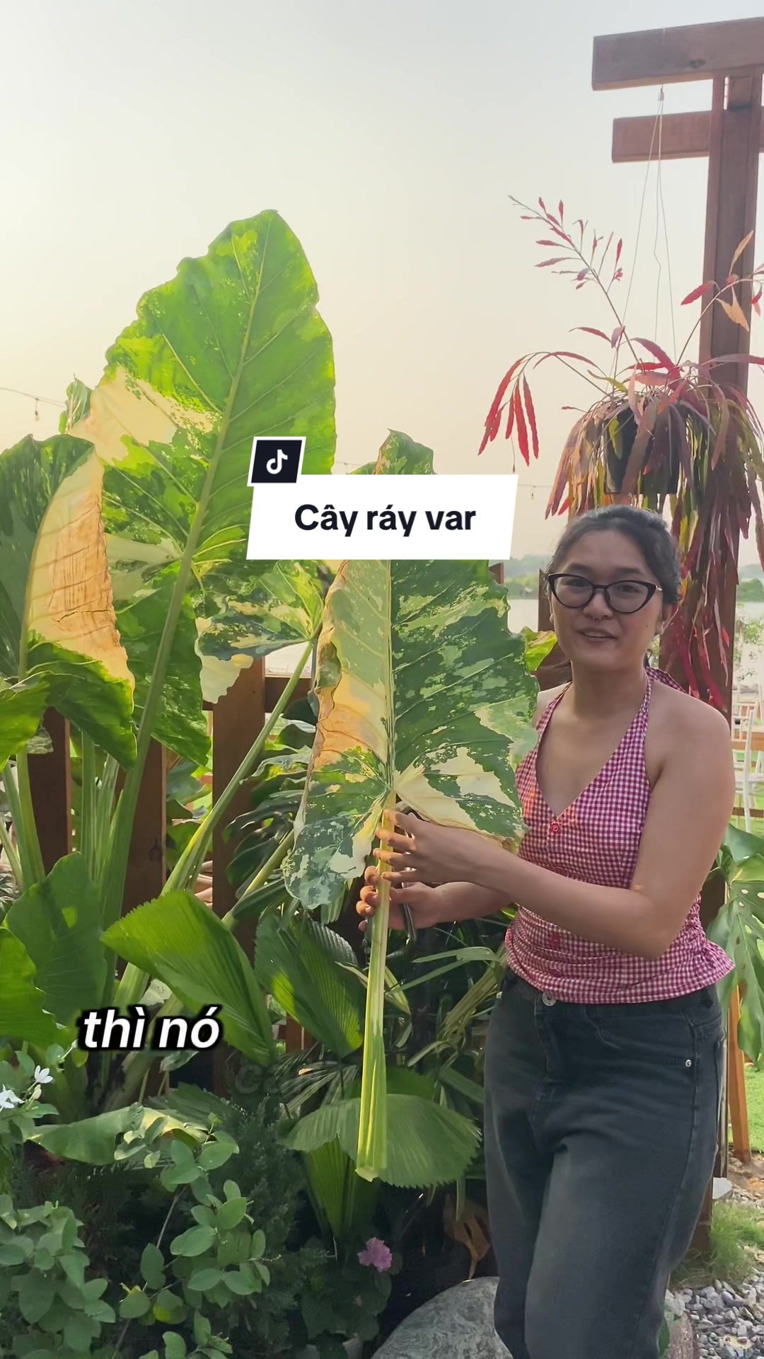 @T&uacute; Nhi - Let's play plant