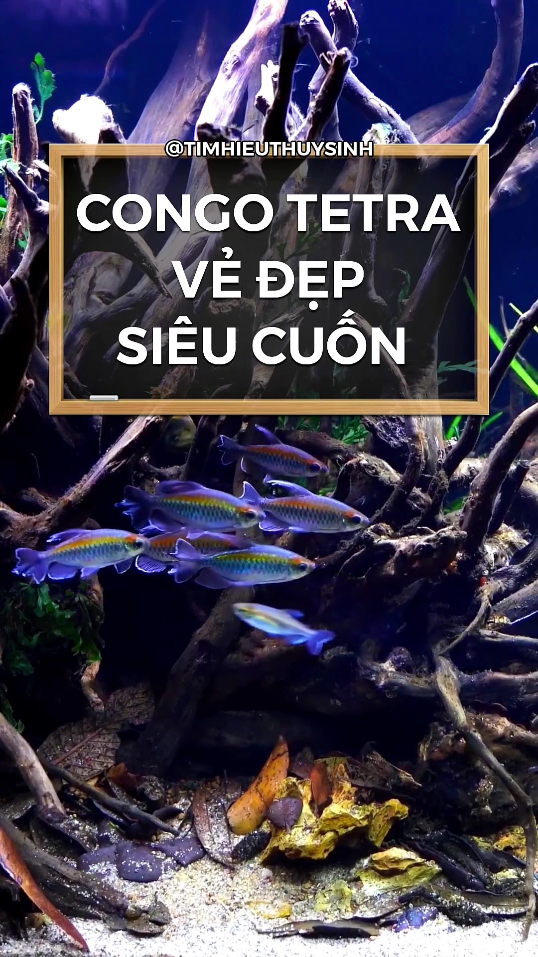 @Tìm Hiểu Thủy Sinh