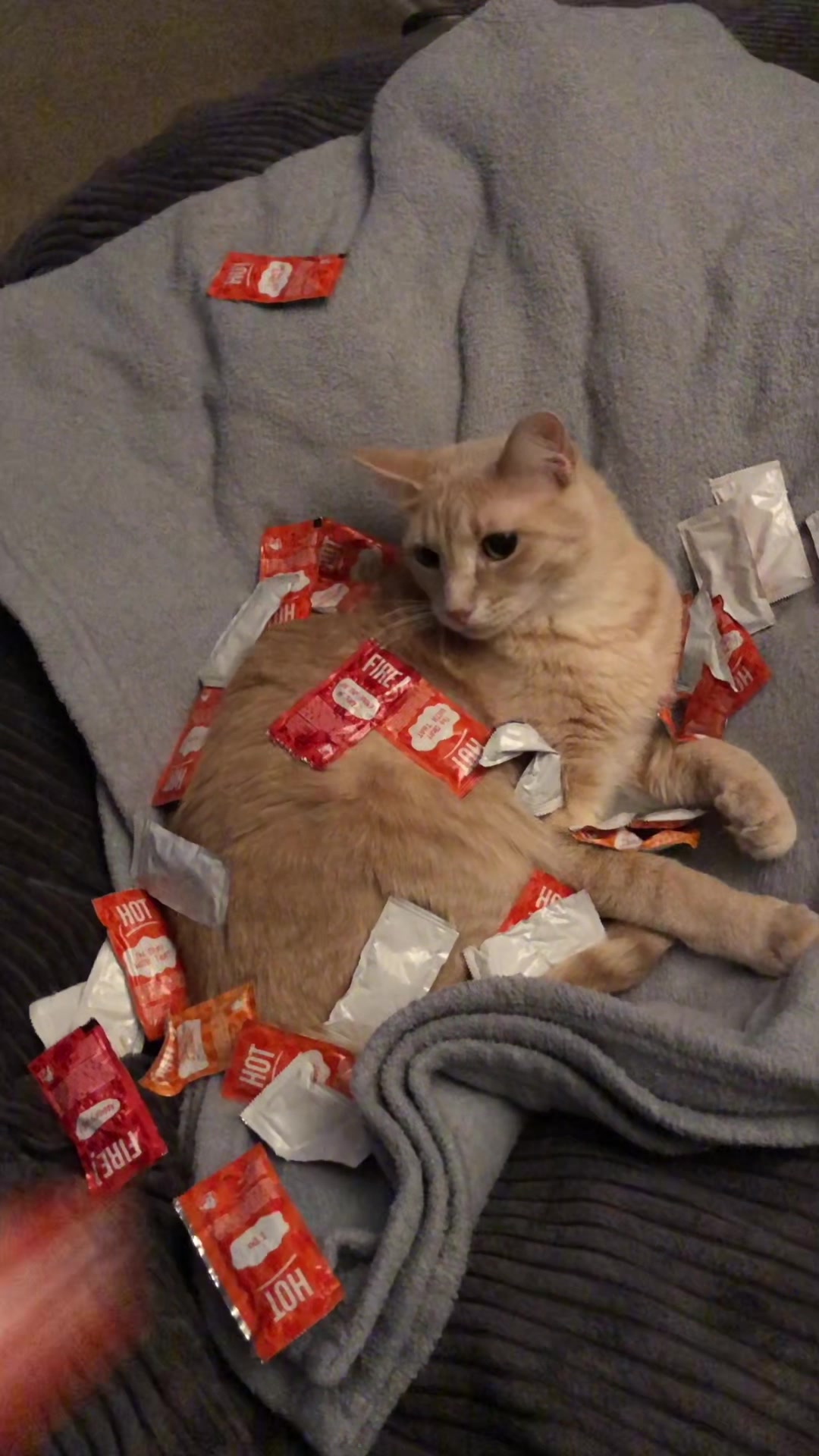 @roti_the_cat