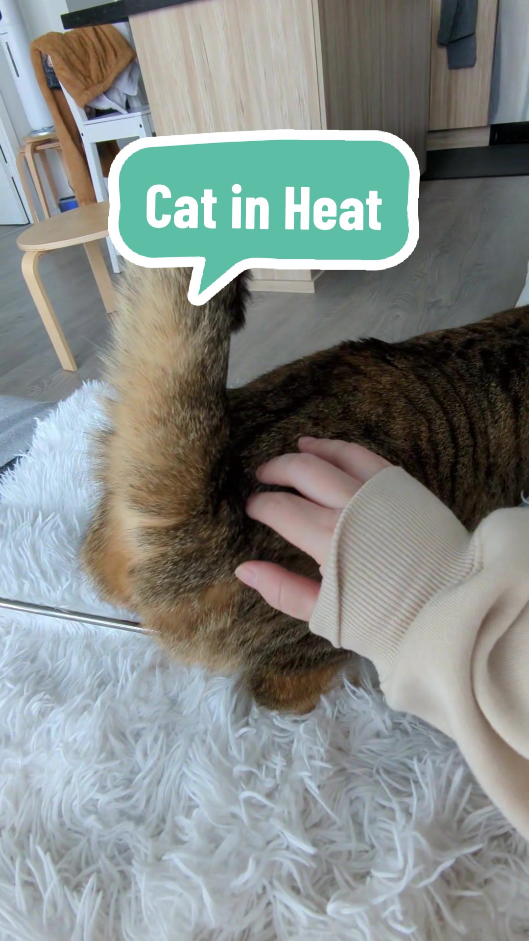 @Miss Mia the Tabby Cat