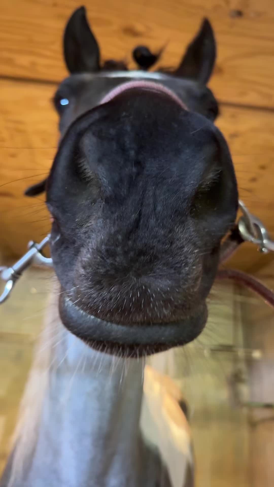 @Panda the Pony
