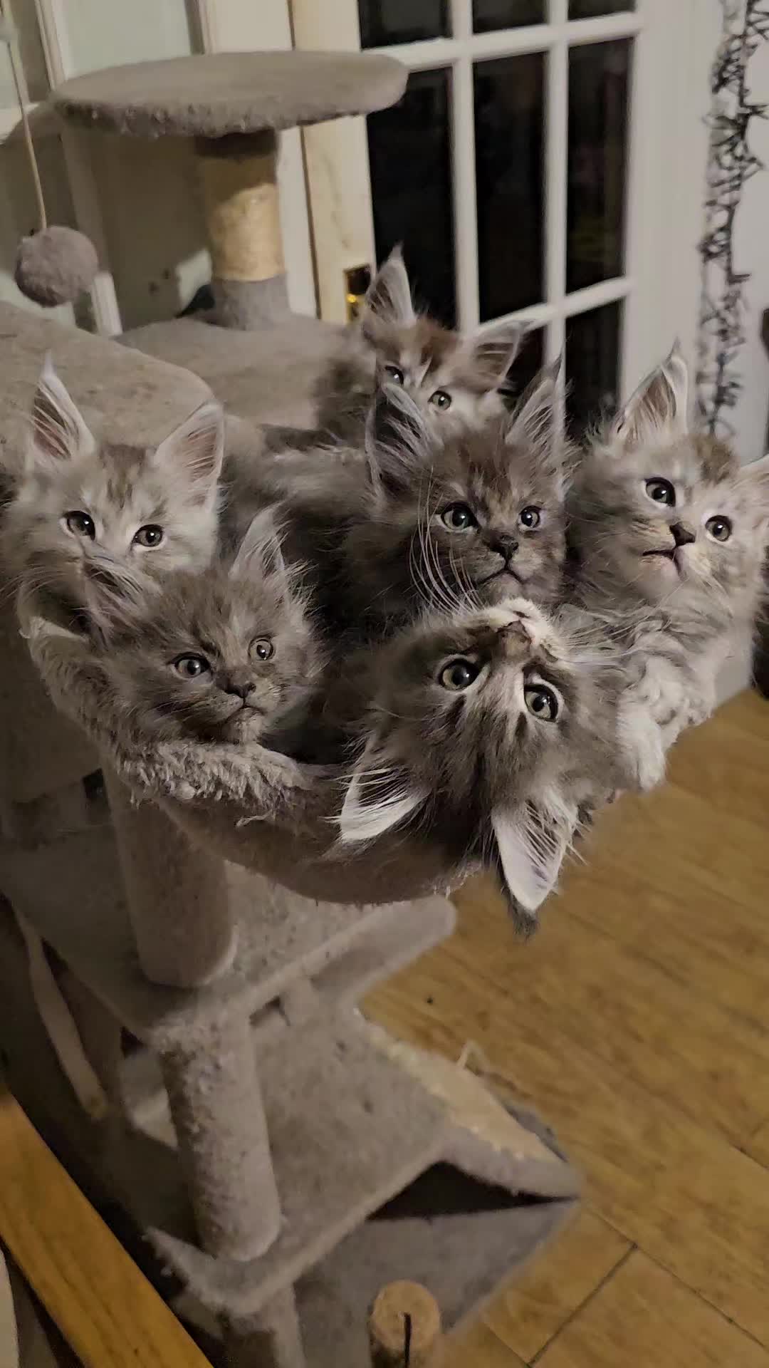 @KARIBRY Maine Coons uk