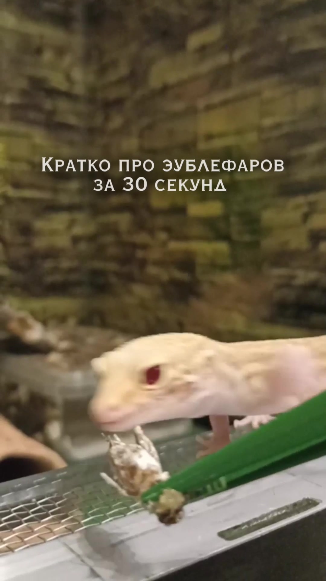 @Эублефар Мия💗