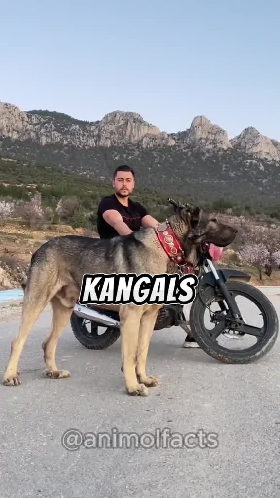 @animolfacts