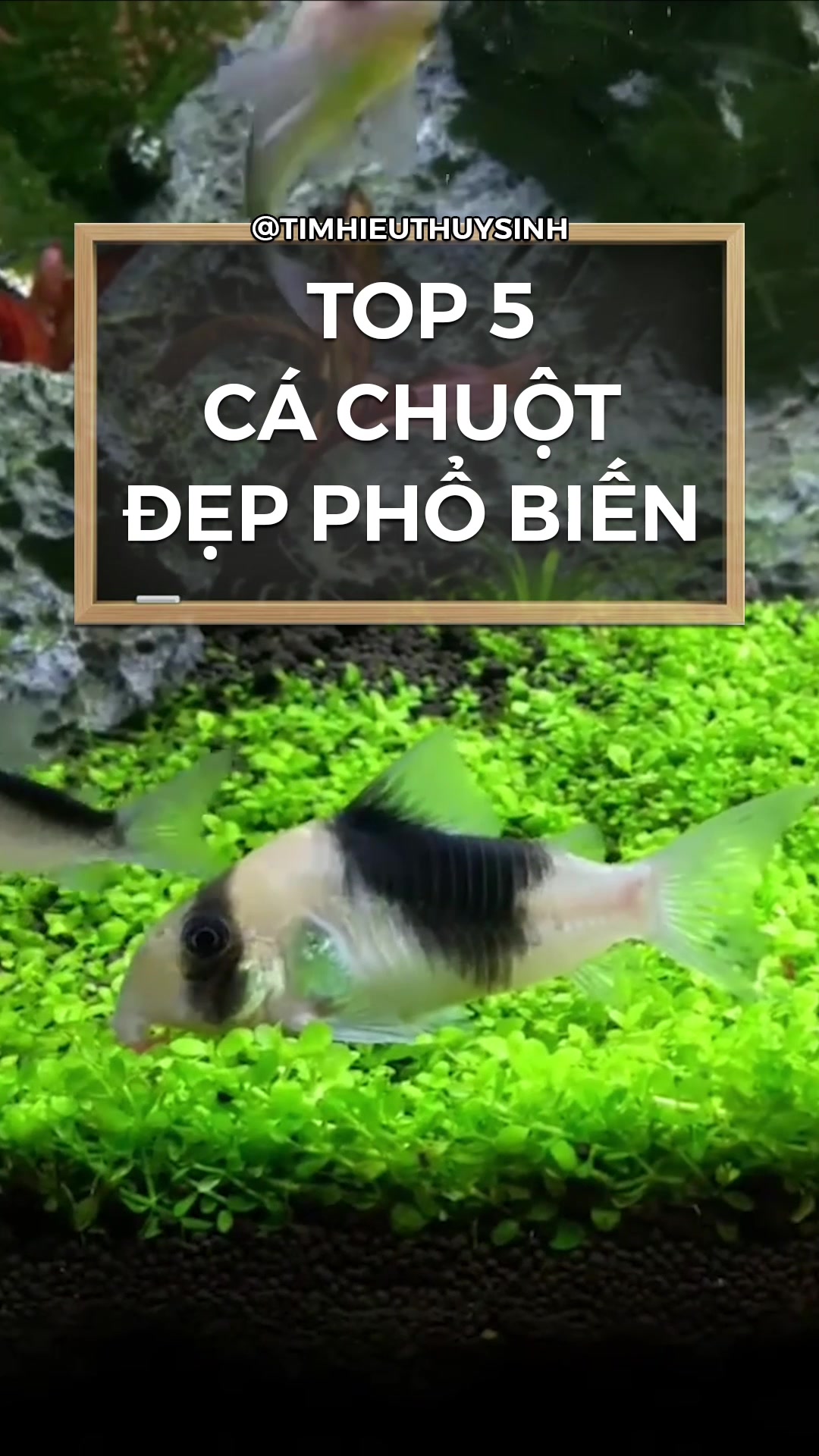 @Tìm Hiểu Thủy Sinh