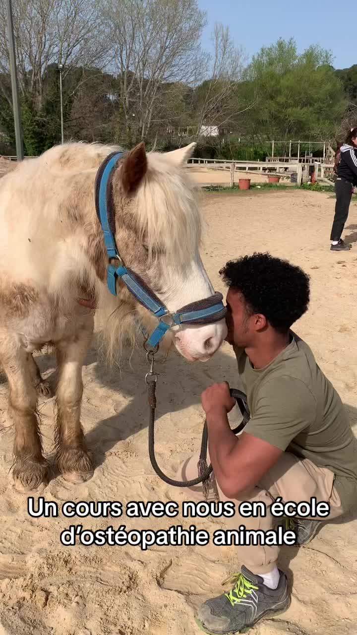 @Hannah&ensp;ost&eacute;opathie&ensp;animale&ensp;🐎