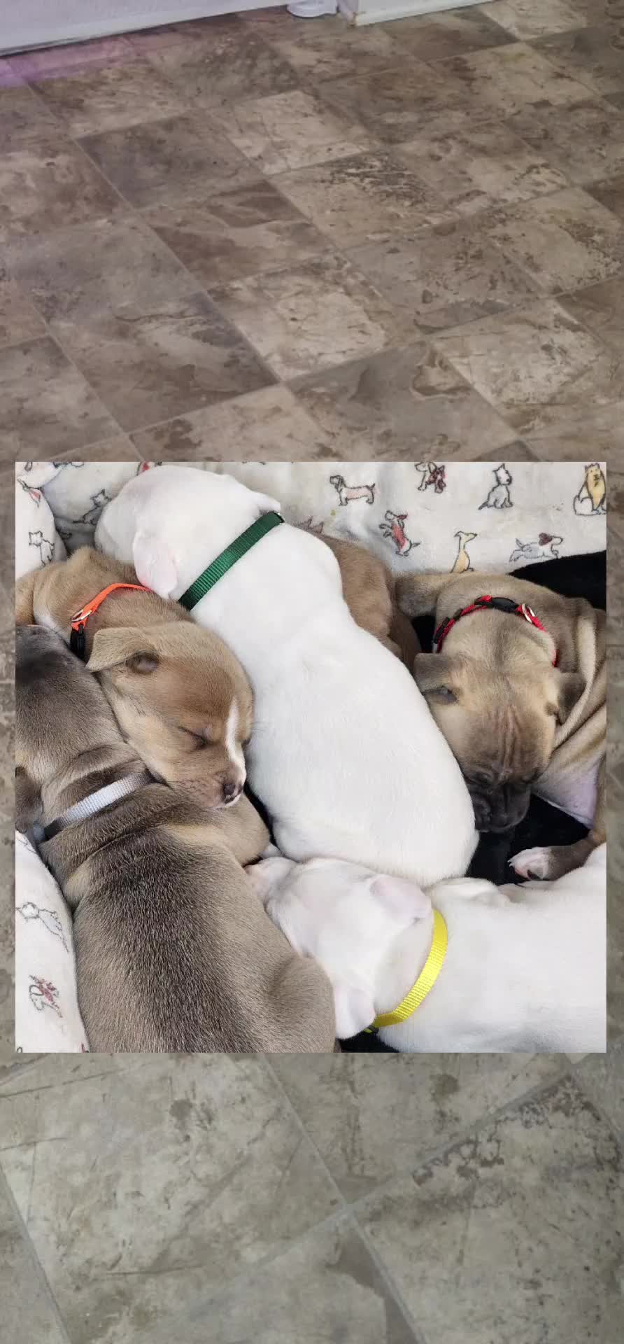 @diamondsdoggydaycare