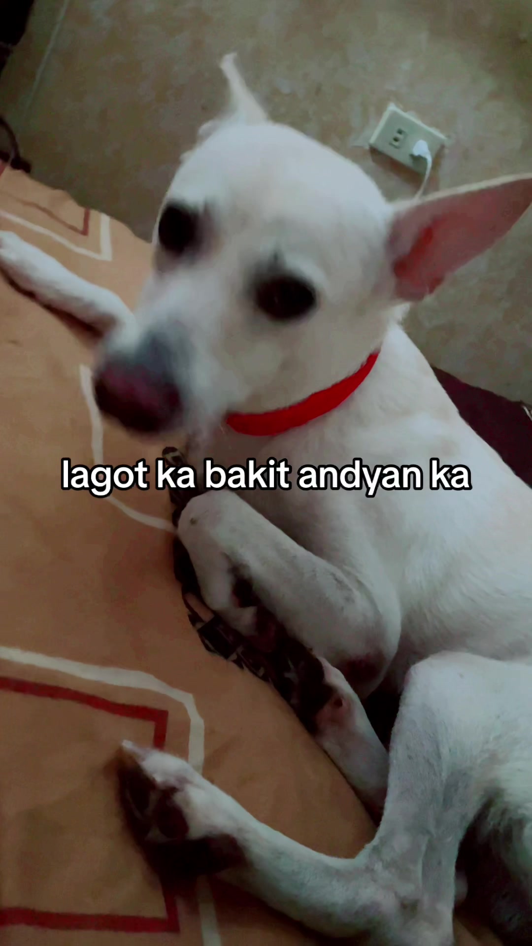 @Arra