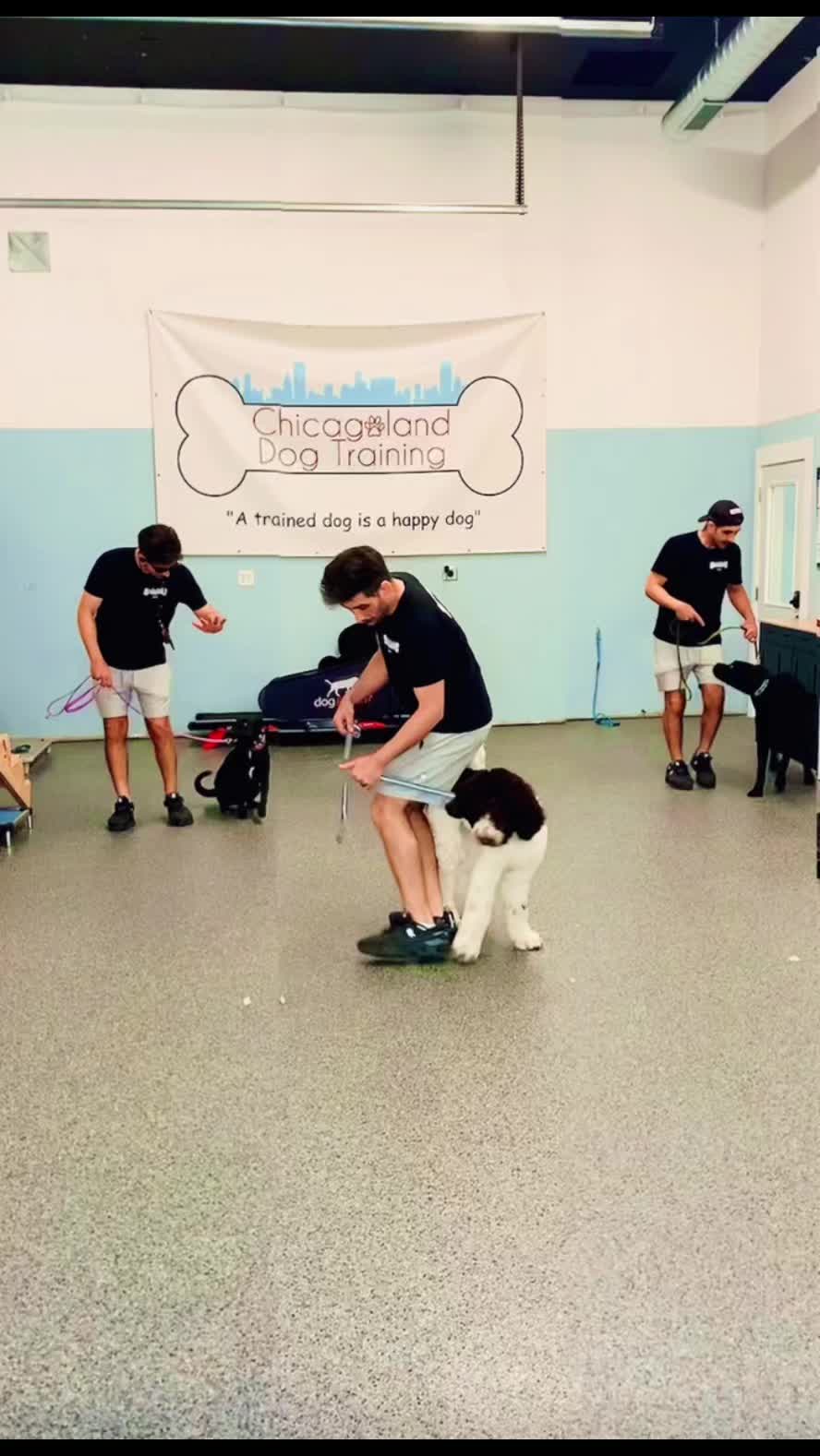 @Chicagoland Dog Training