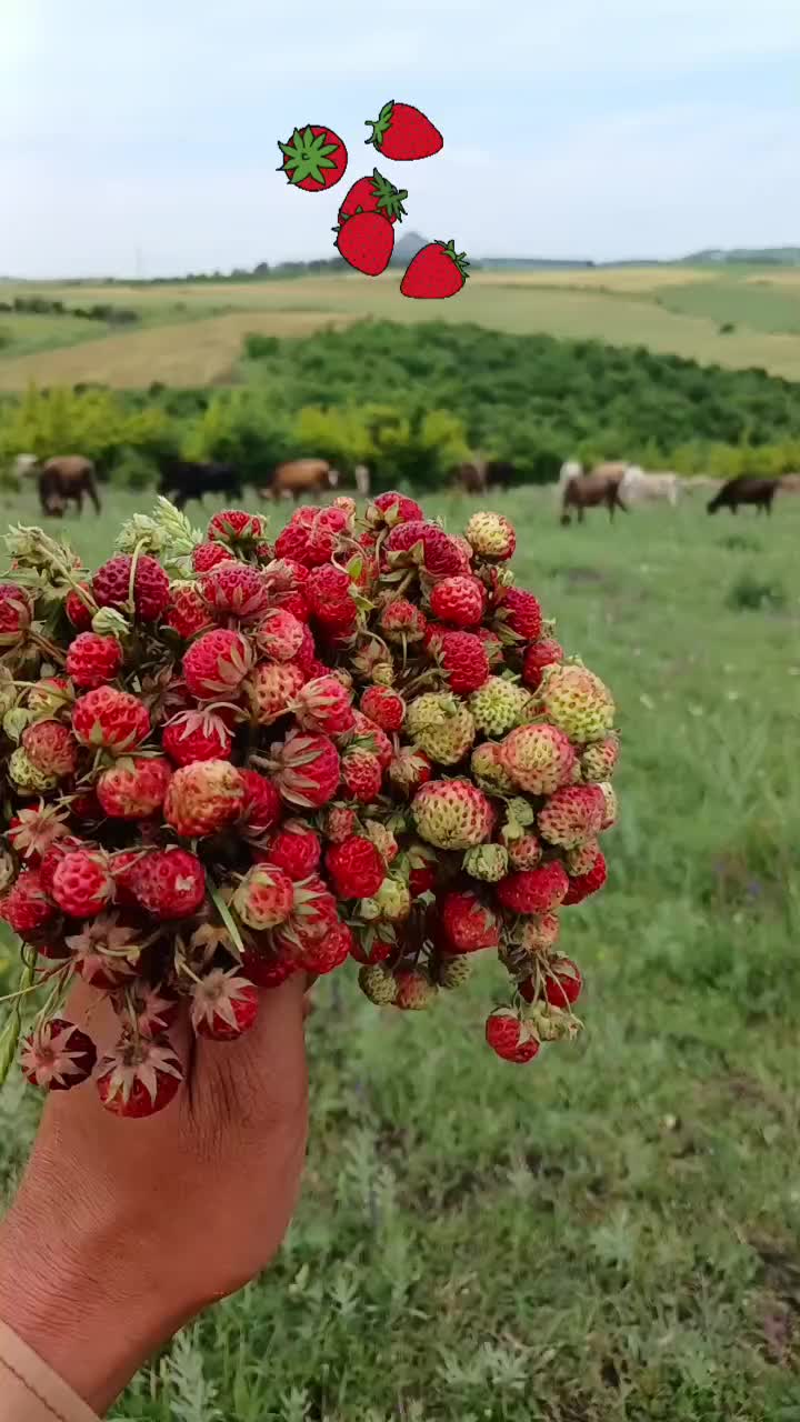 @🇦🇿QARA&Ccedil;&Ouml;P🇬🇪