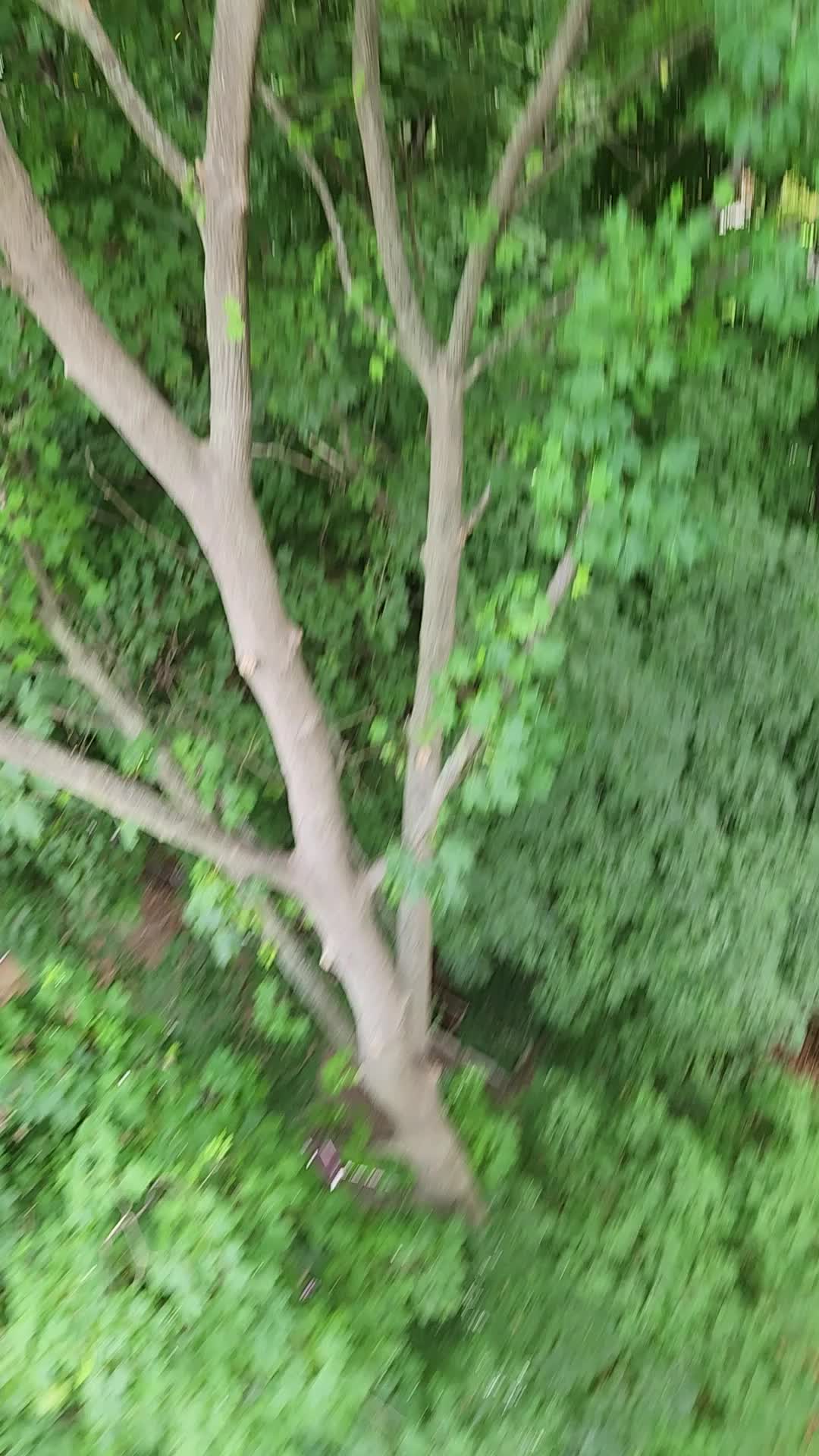 @alexanderofthewoods