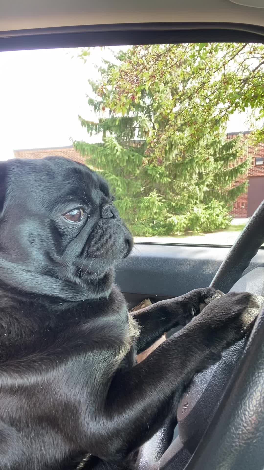 @Pugaddict