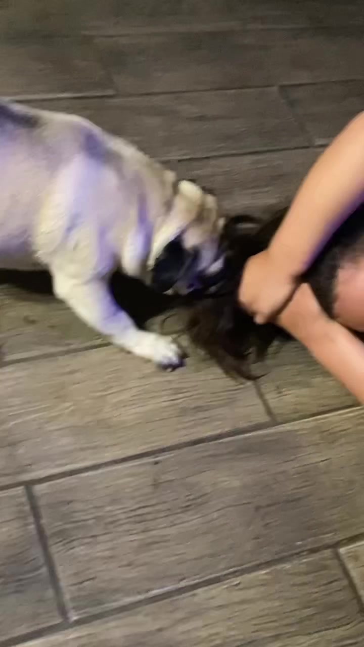 @Moka_lapug