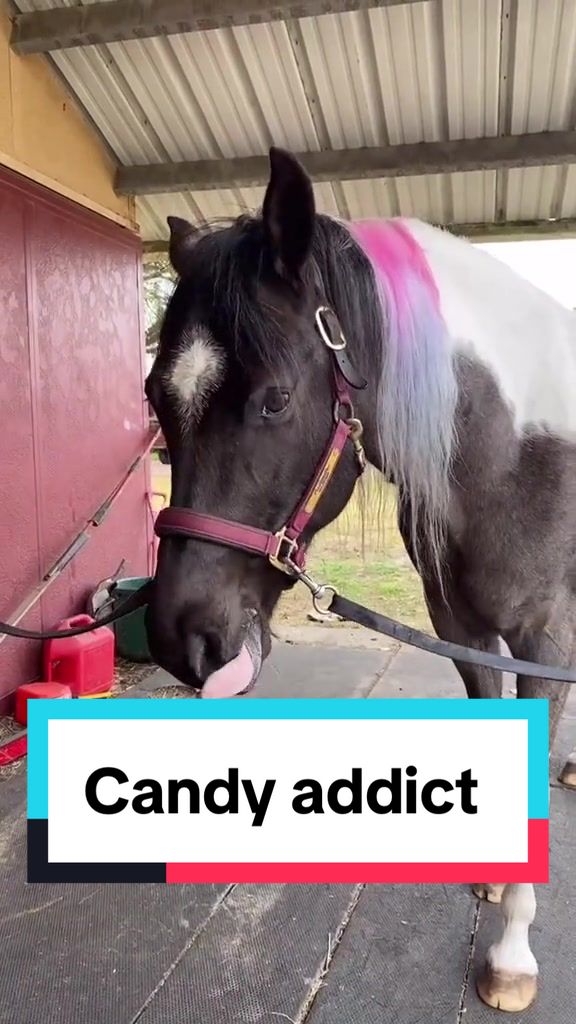 @Panda the Pony