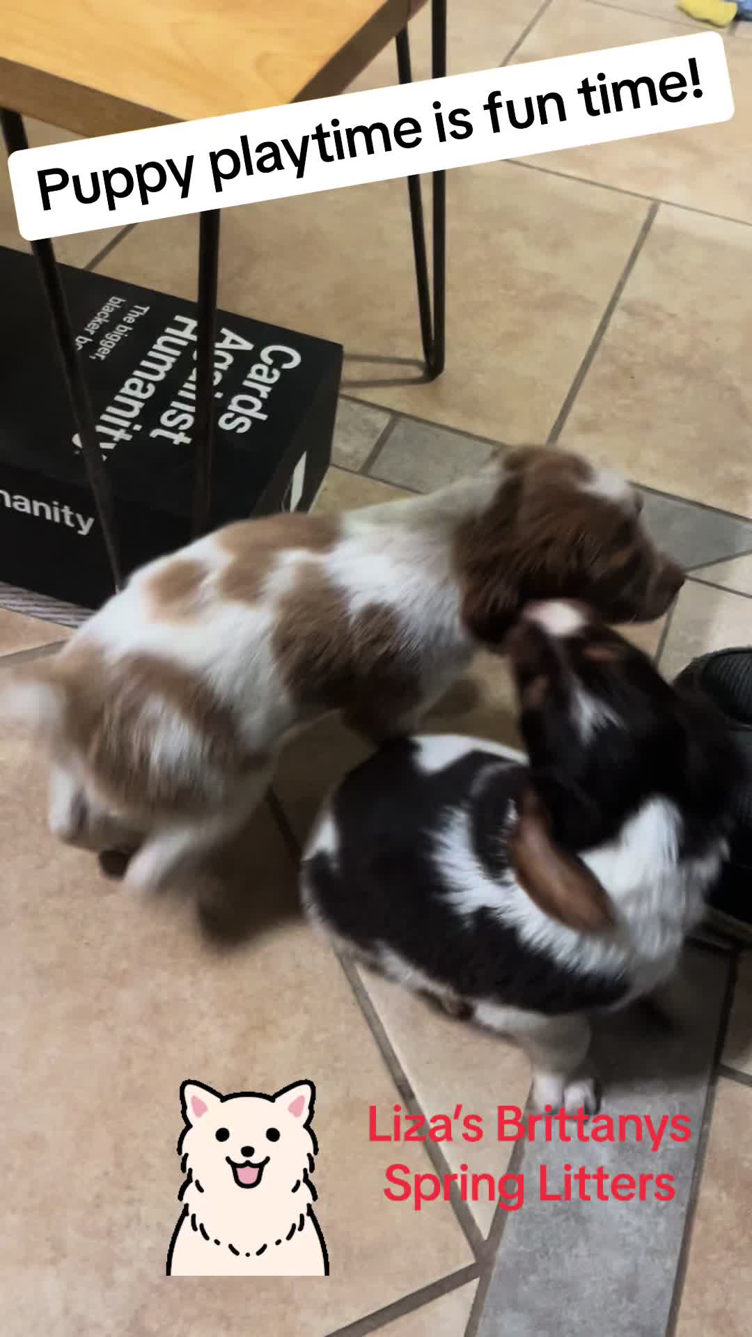 @Lizas Speckled Puppies