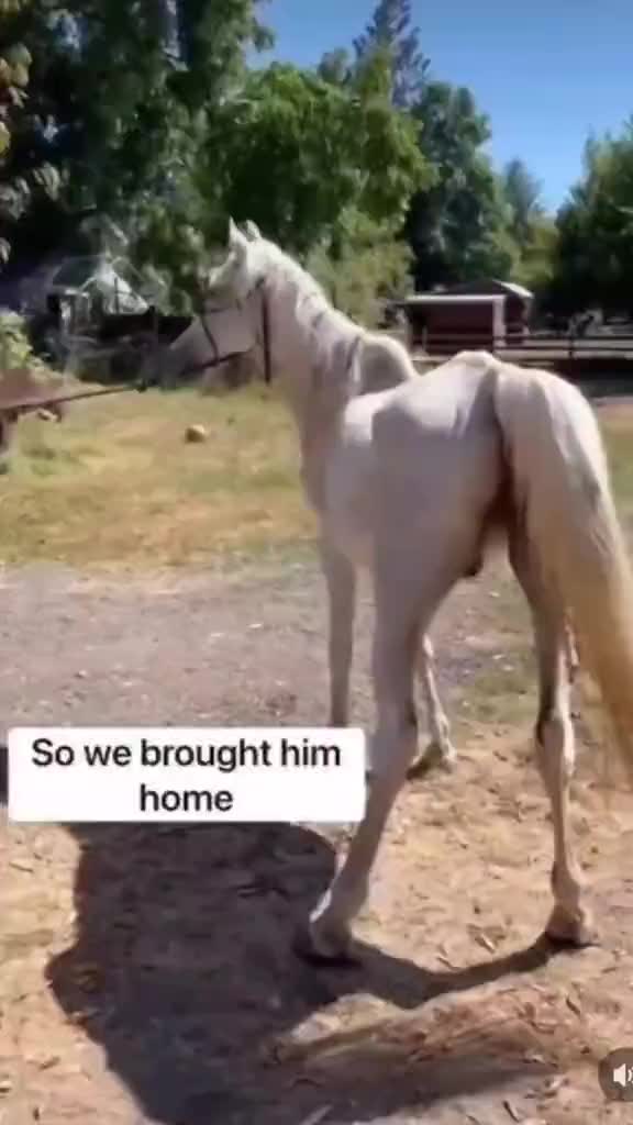 @streamhorse