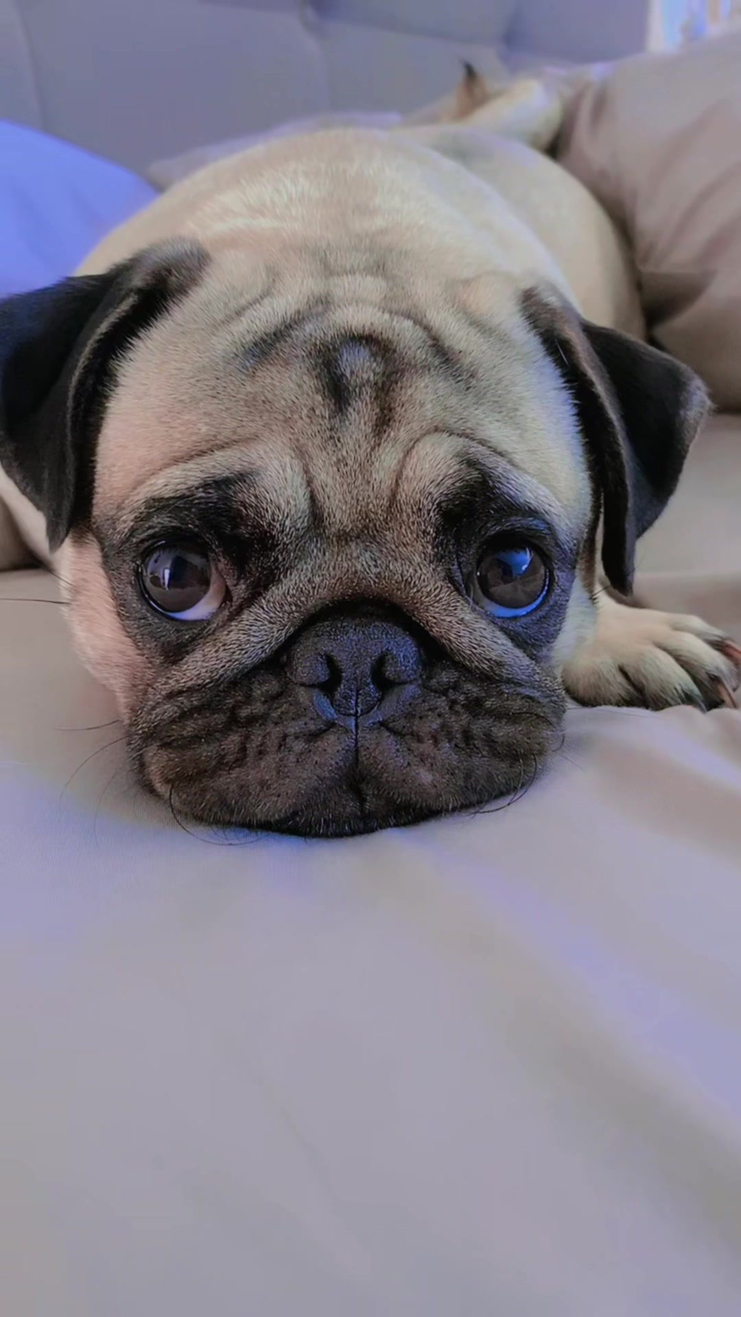 @Moka_lapug