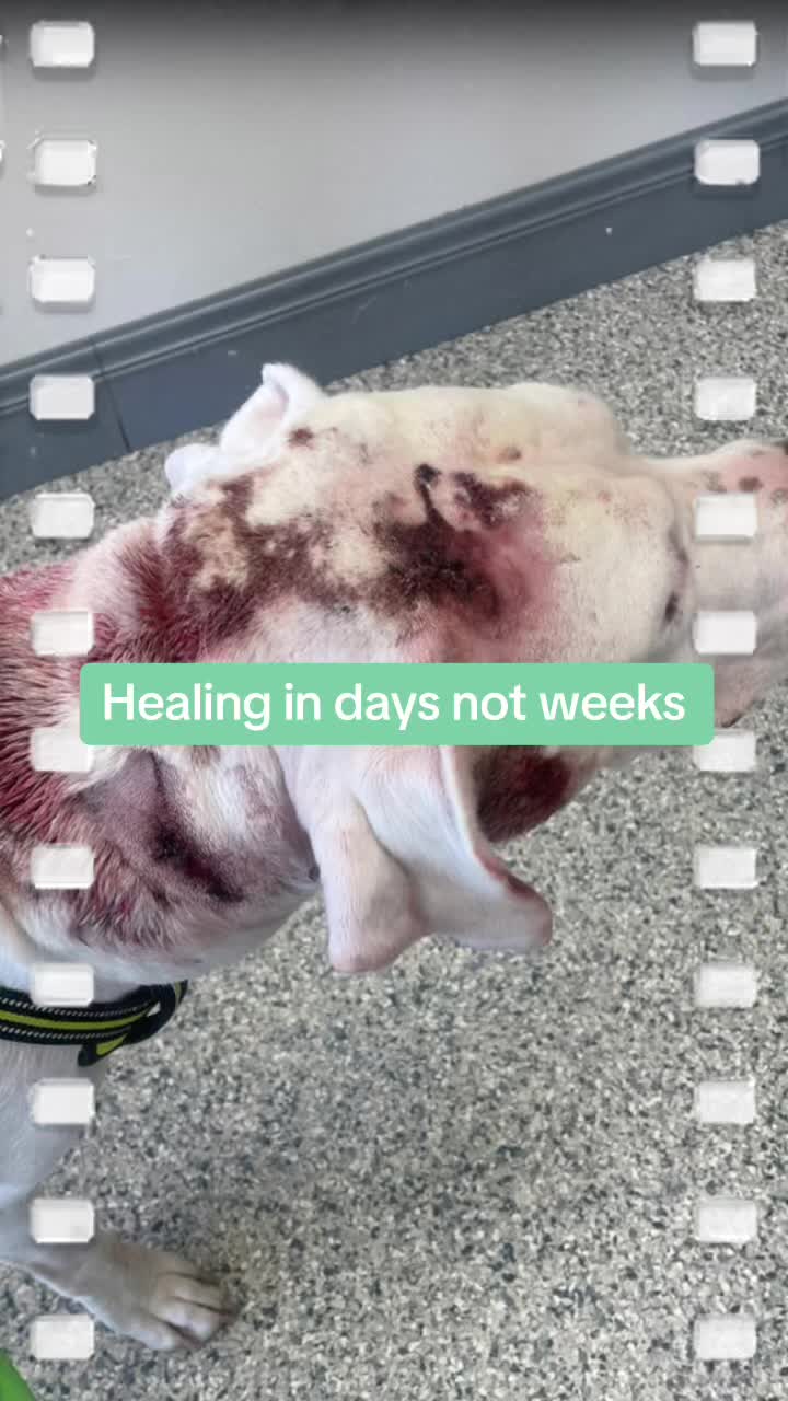 @#animalhyperbarics