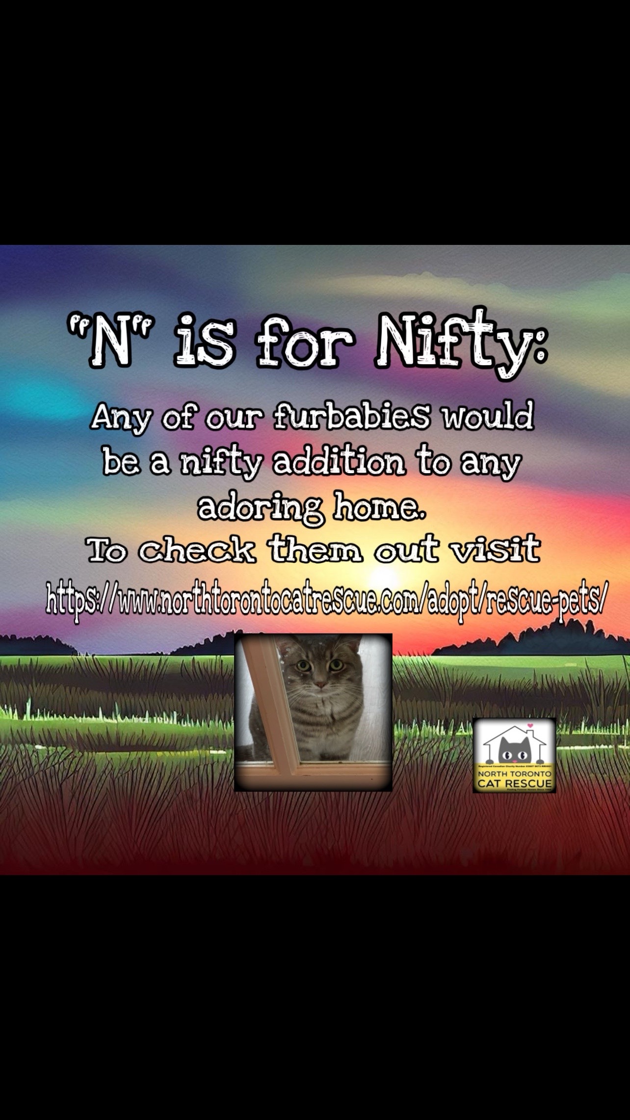 @North Toronto Cat Rescue