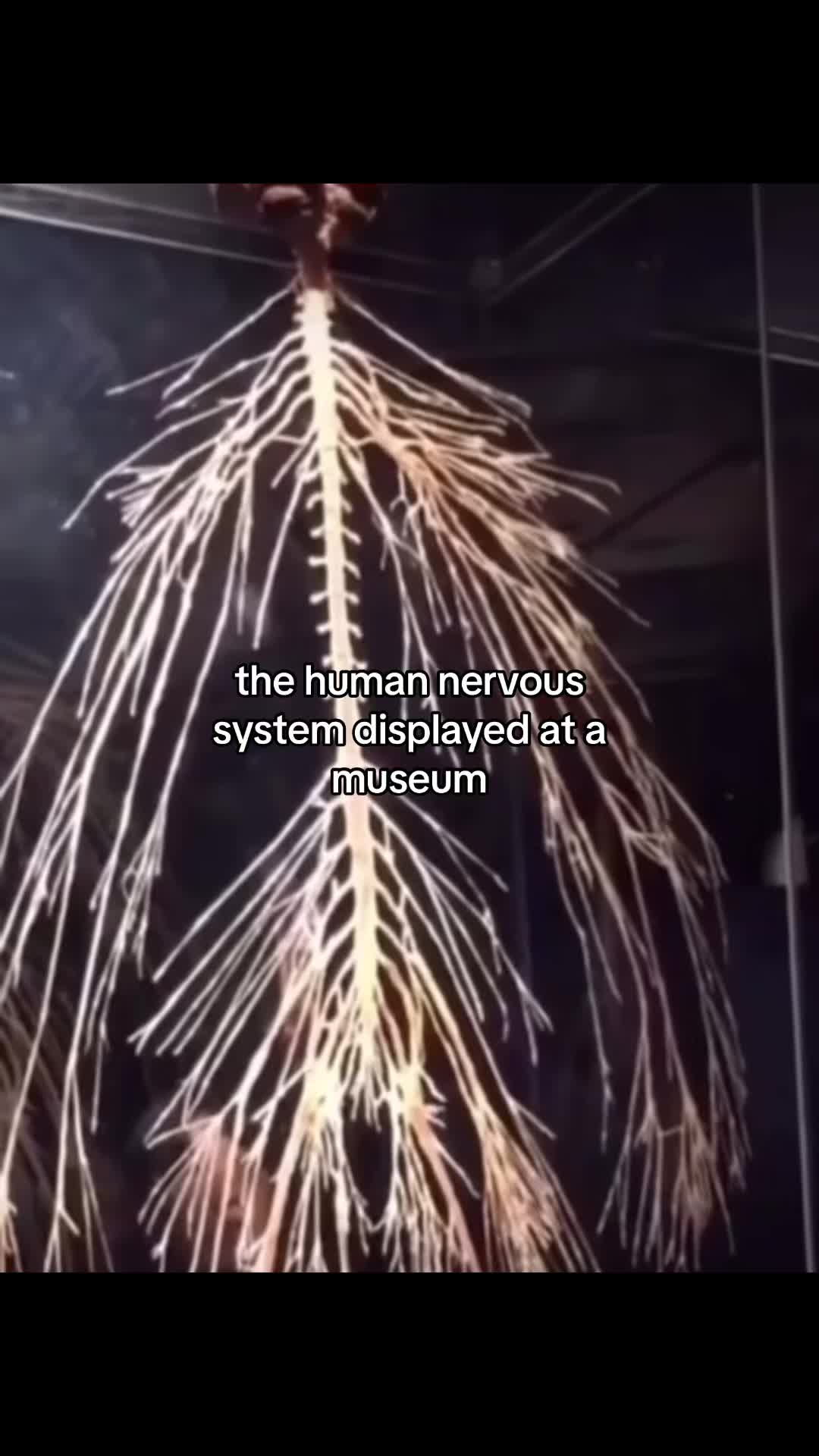 @lucid.archive
