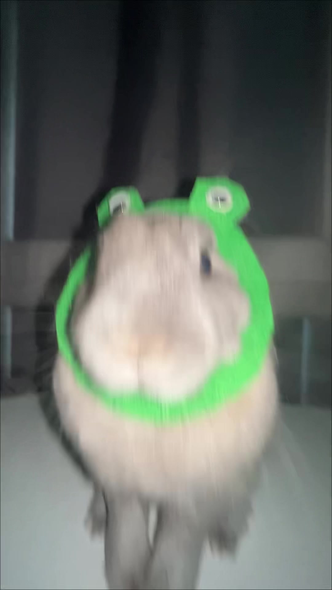 @PantoufleLapin