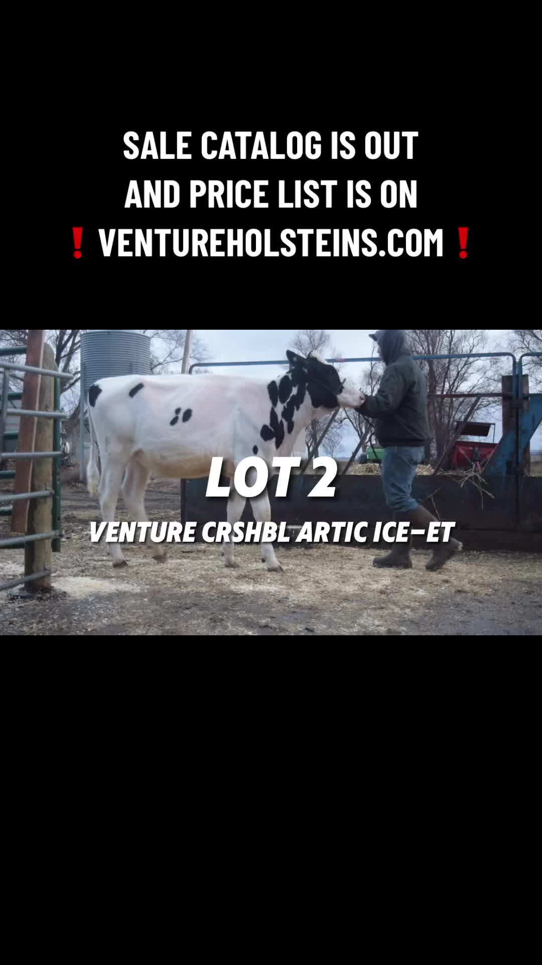 @Venture Holsteins